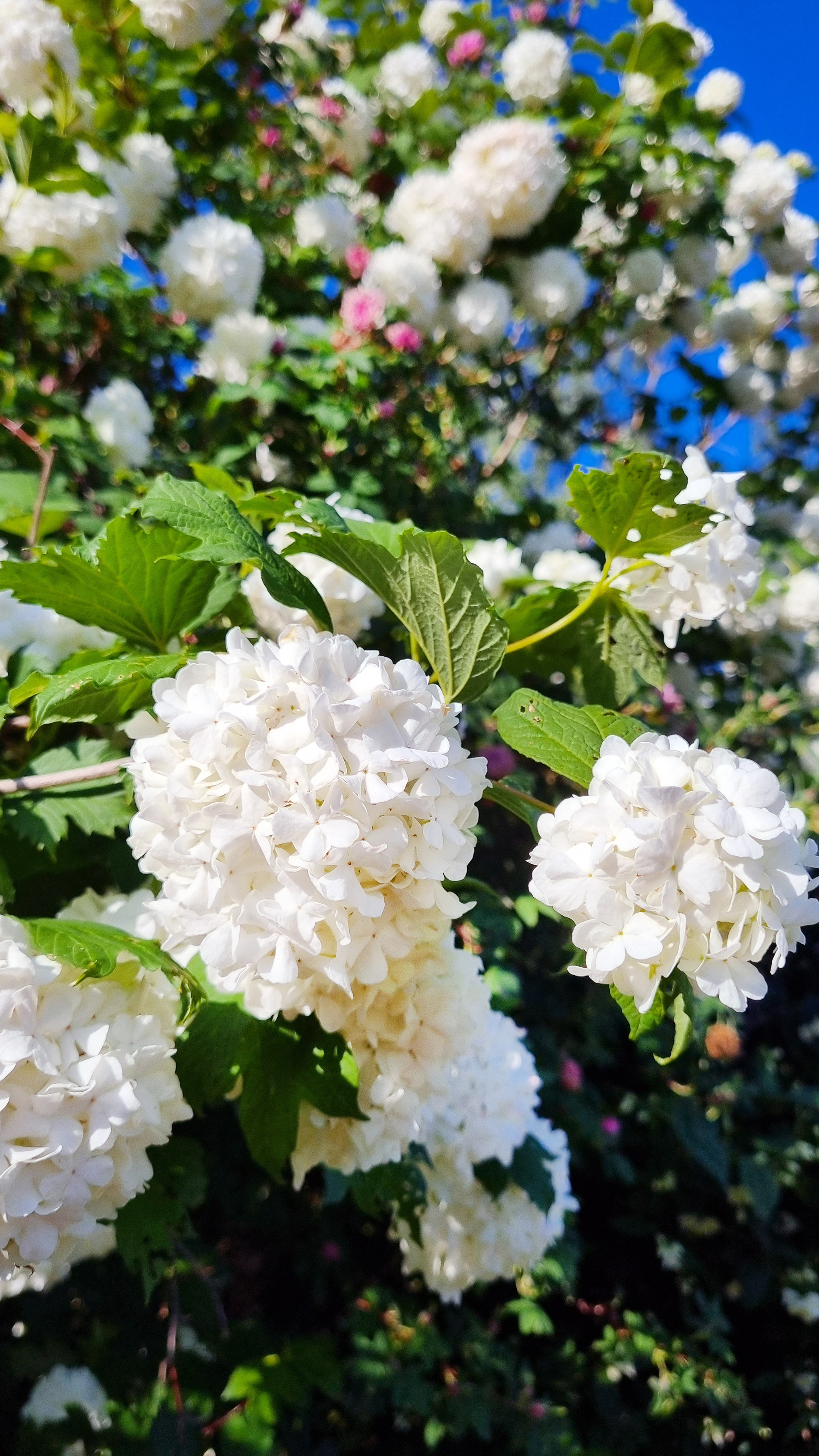 En buske med vita blommor, mot en blå himmel.