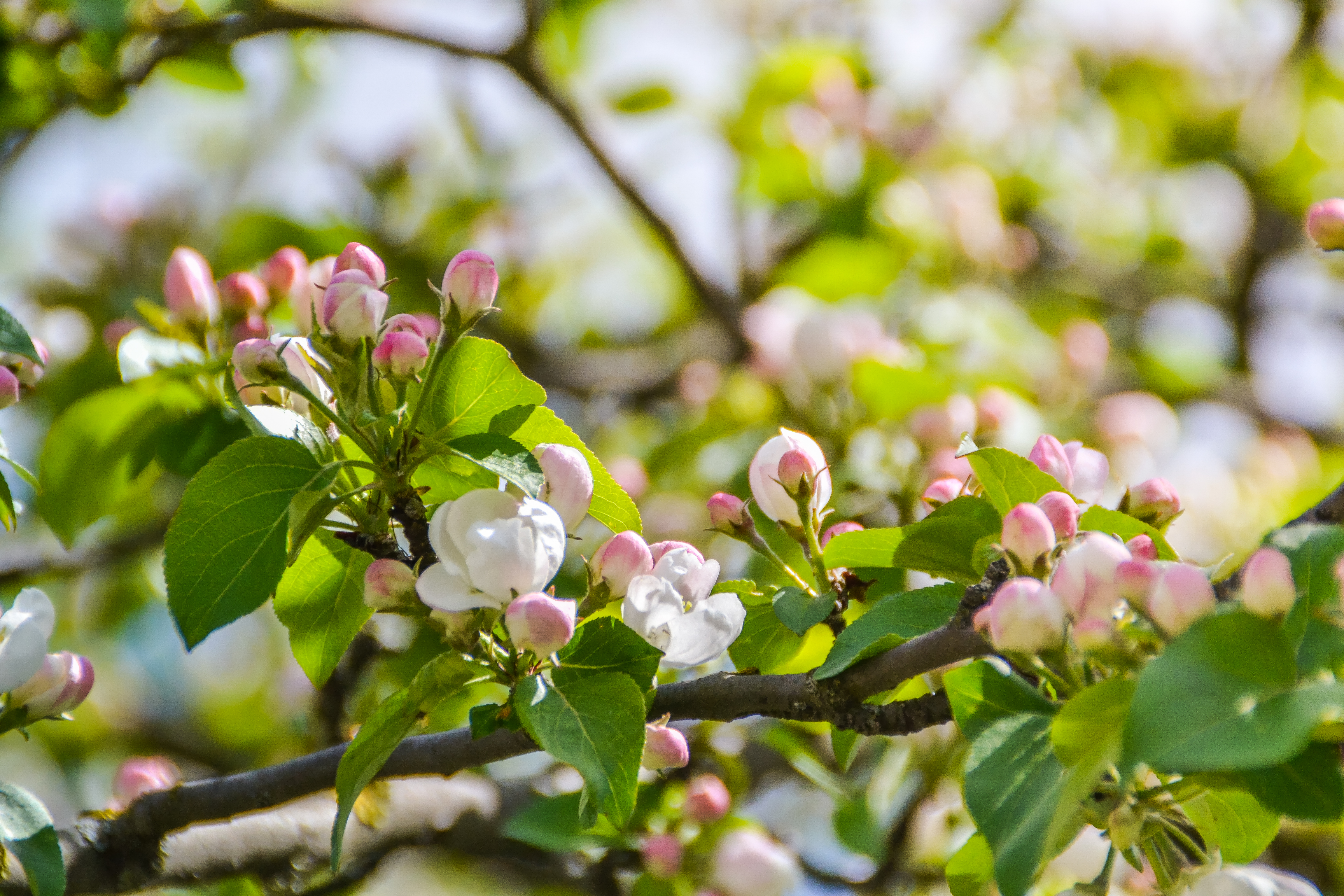 Rosa knoppar och någon utslagen blomma på ett äppelträd.