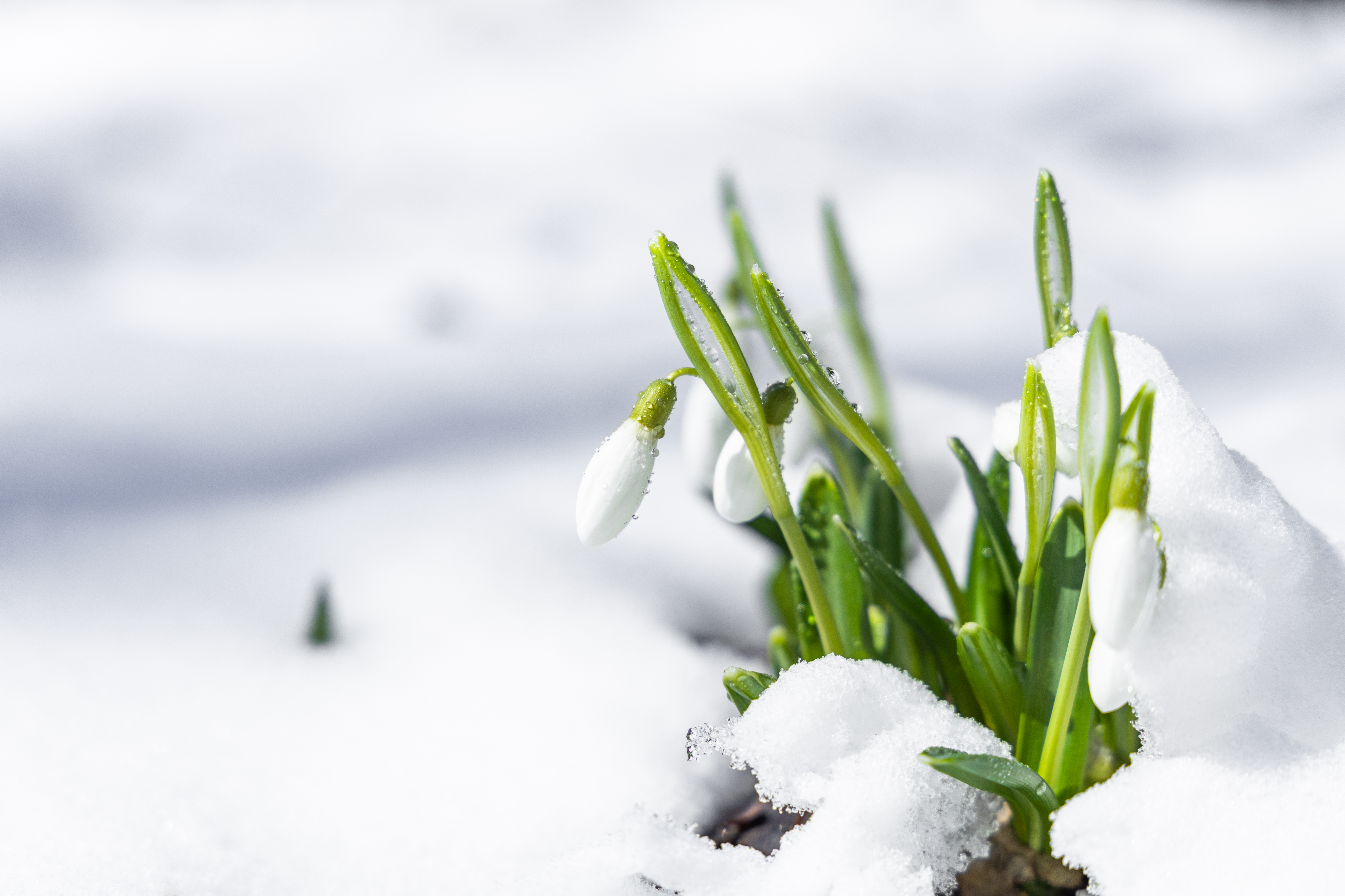 Snödroppar som sticker upp ur snön.