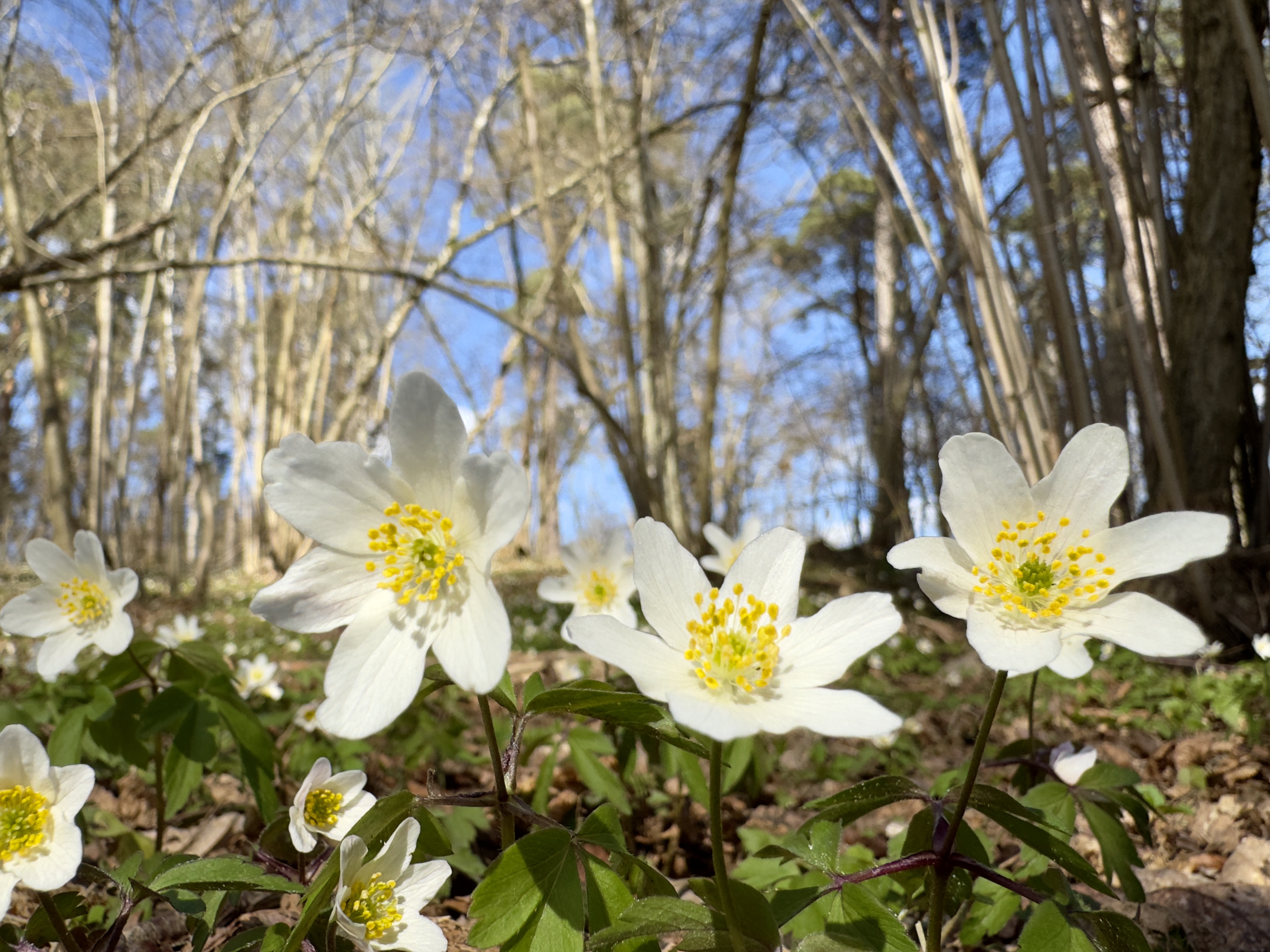 Vitsippor med träd och en blå himmel i bakgrunden.