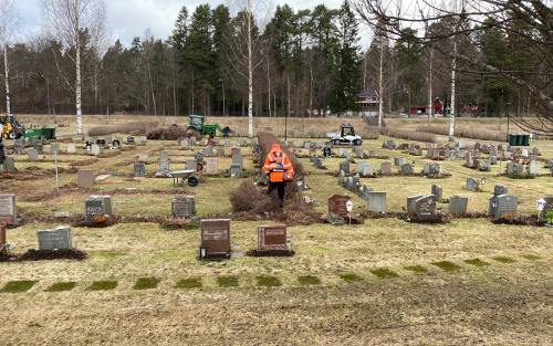 Nedtagning av häckar på Valbo kyrkogård.