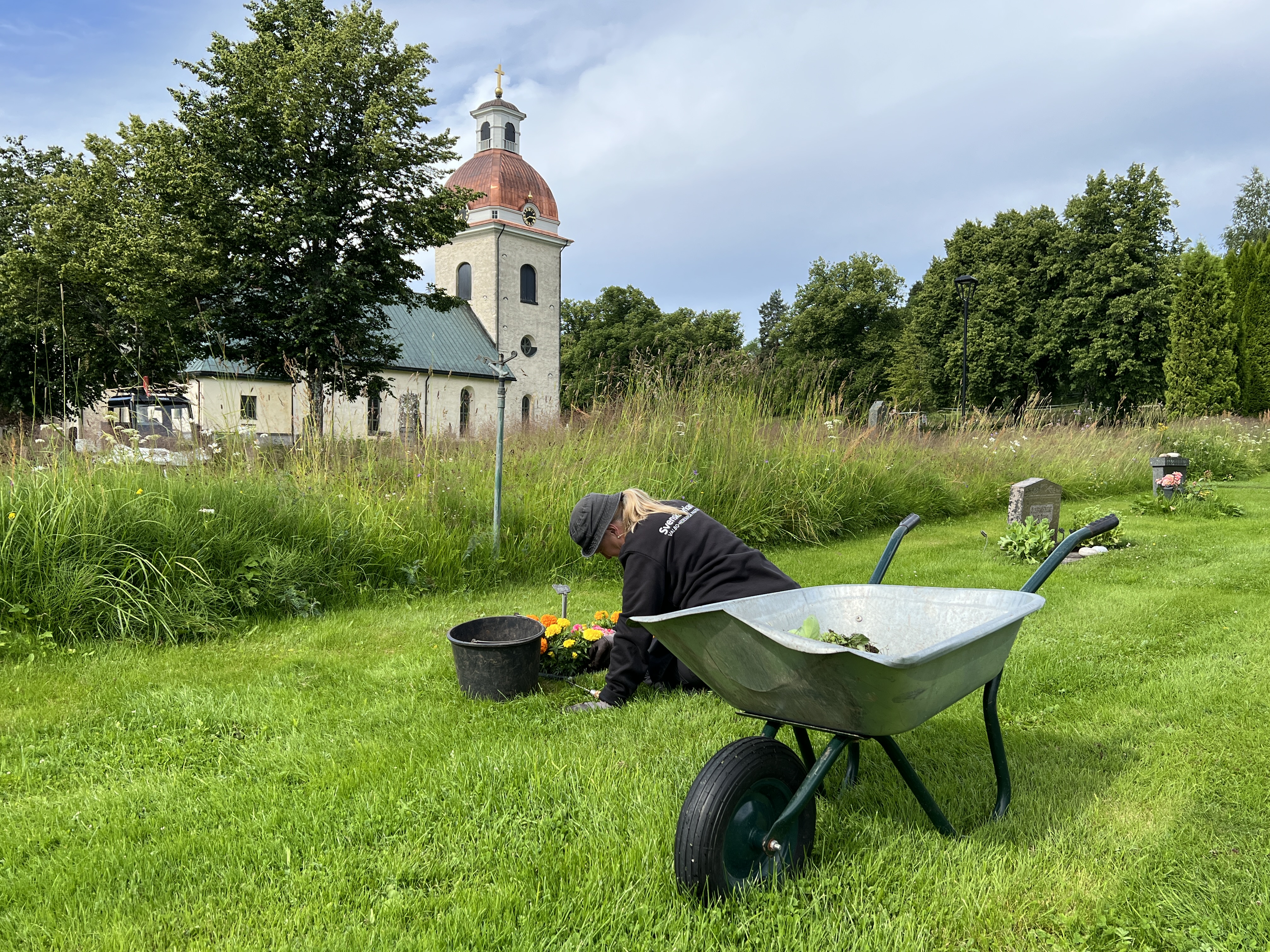 Kyrkogårdsarbetare rensar ogräs på en grav.