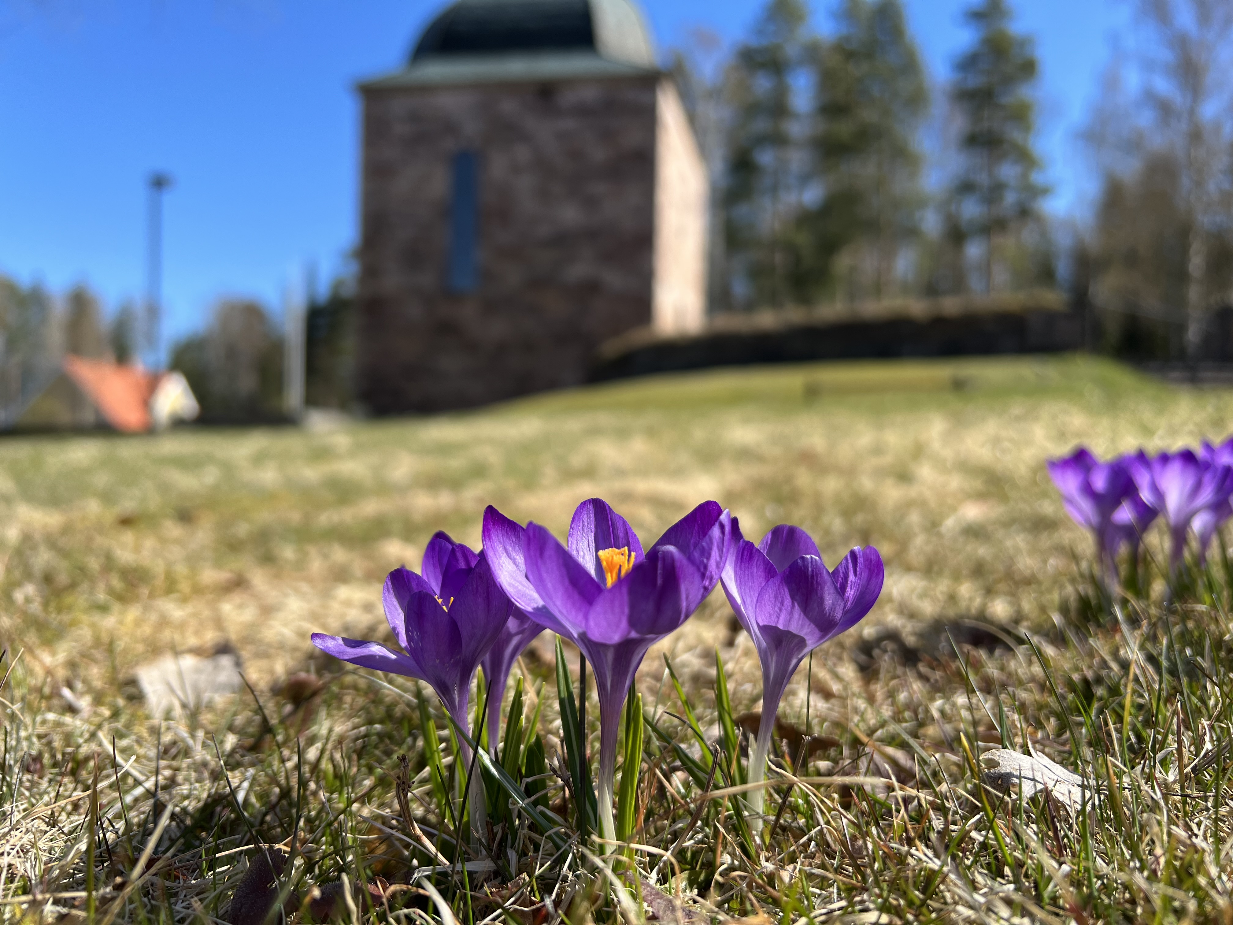 Lila krokusar på Forsbacka kyrkogård.