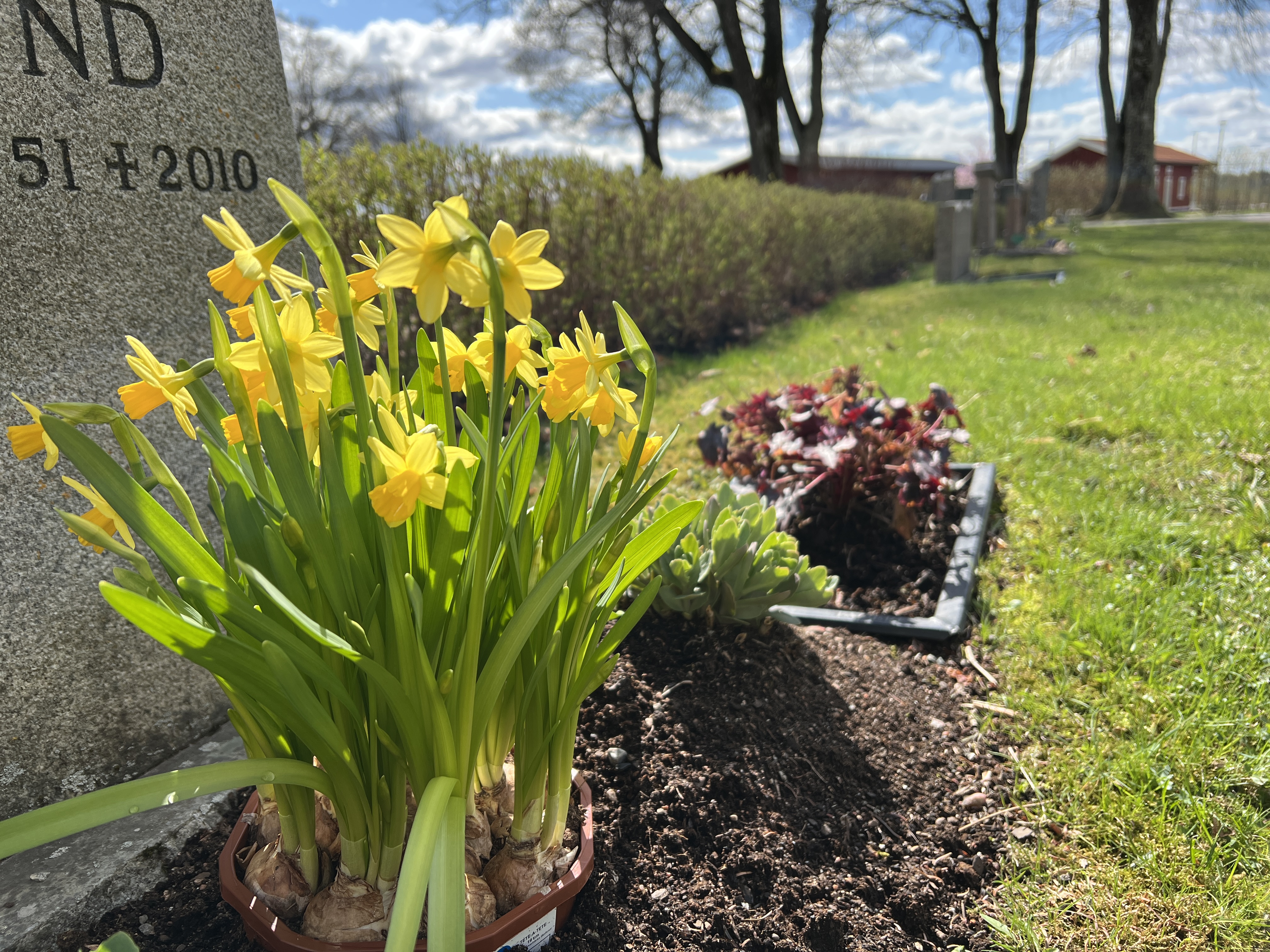 Gula påskliljor i solen på en grav på Valbo kyrkogård.