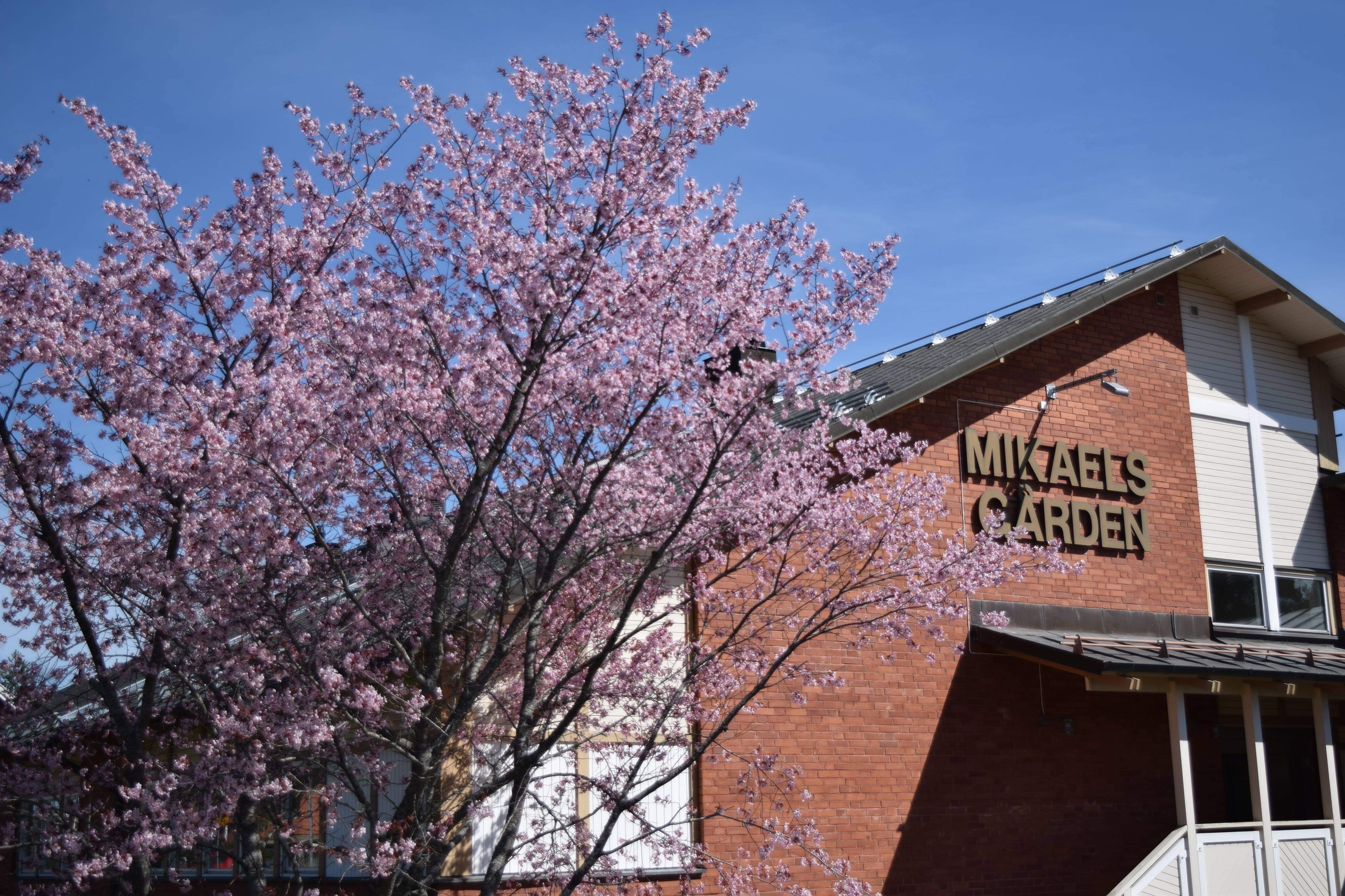 Blommande körsbärsträd utanför Mikaelsgården.