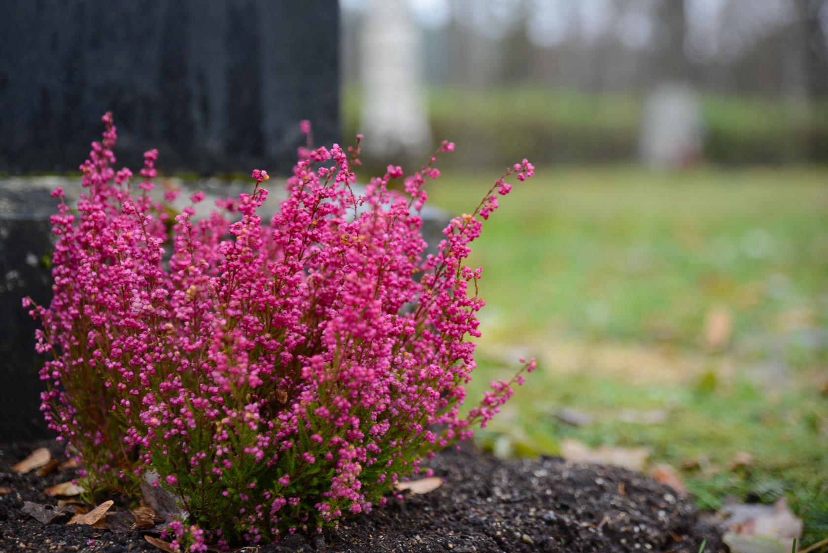 Plantering av rosa ljung framför en gravsten.