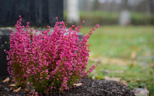 Plantering av rosa ljung framför en gravsten.