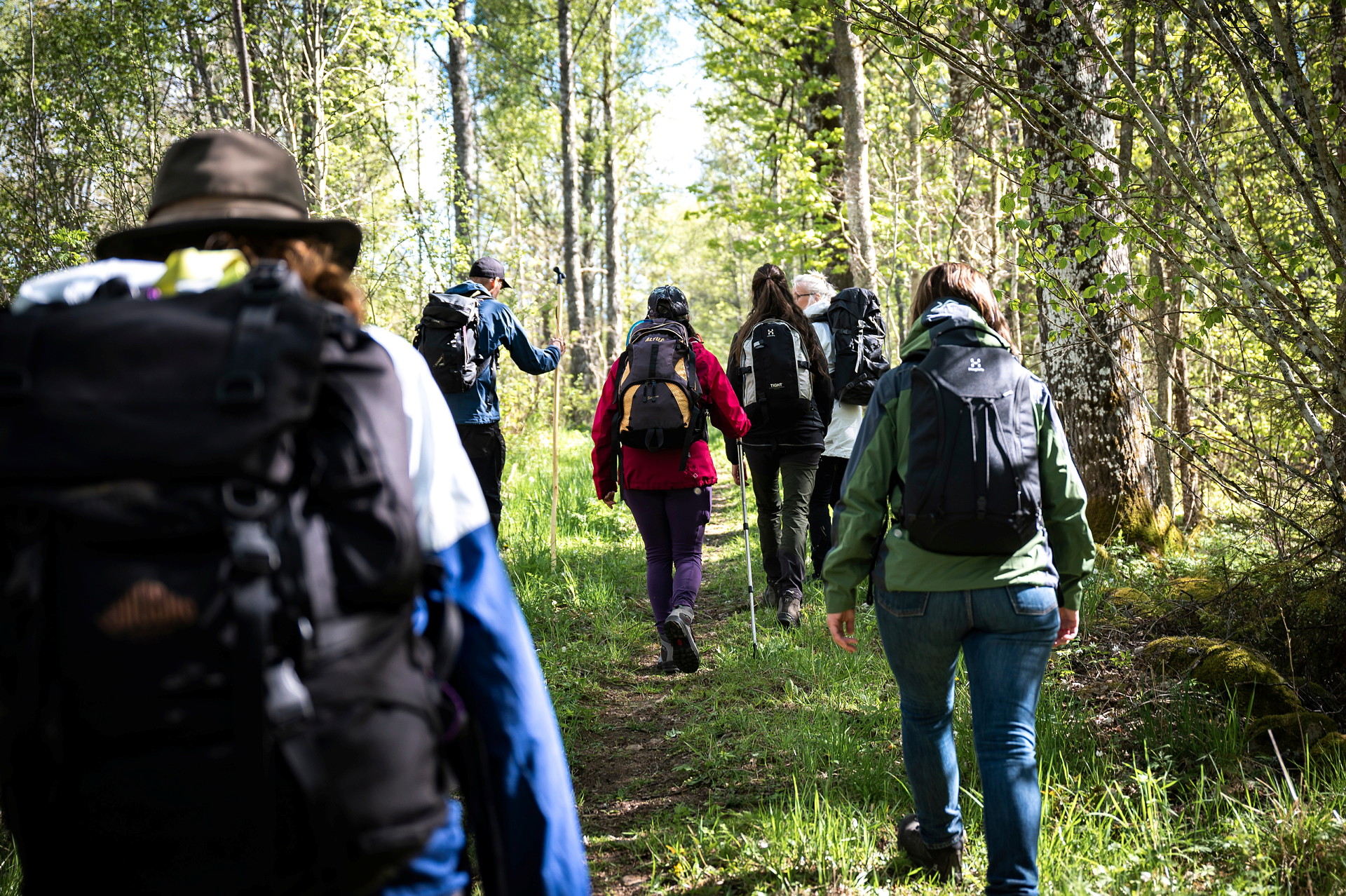 En grupp vandrare som går genom en skog med lövträd.
