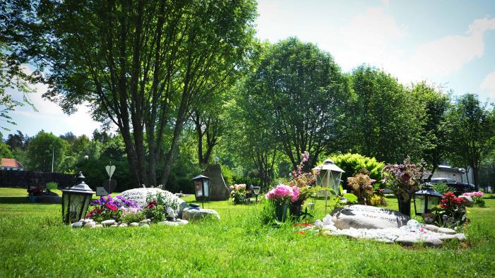 Mindre gravar med blommor i olika färger på Landvetter kyrkogård. Grönt gräs på en solig dag.