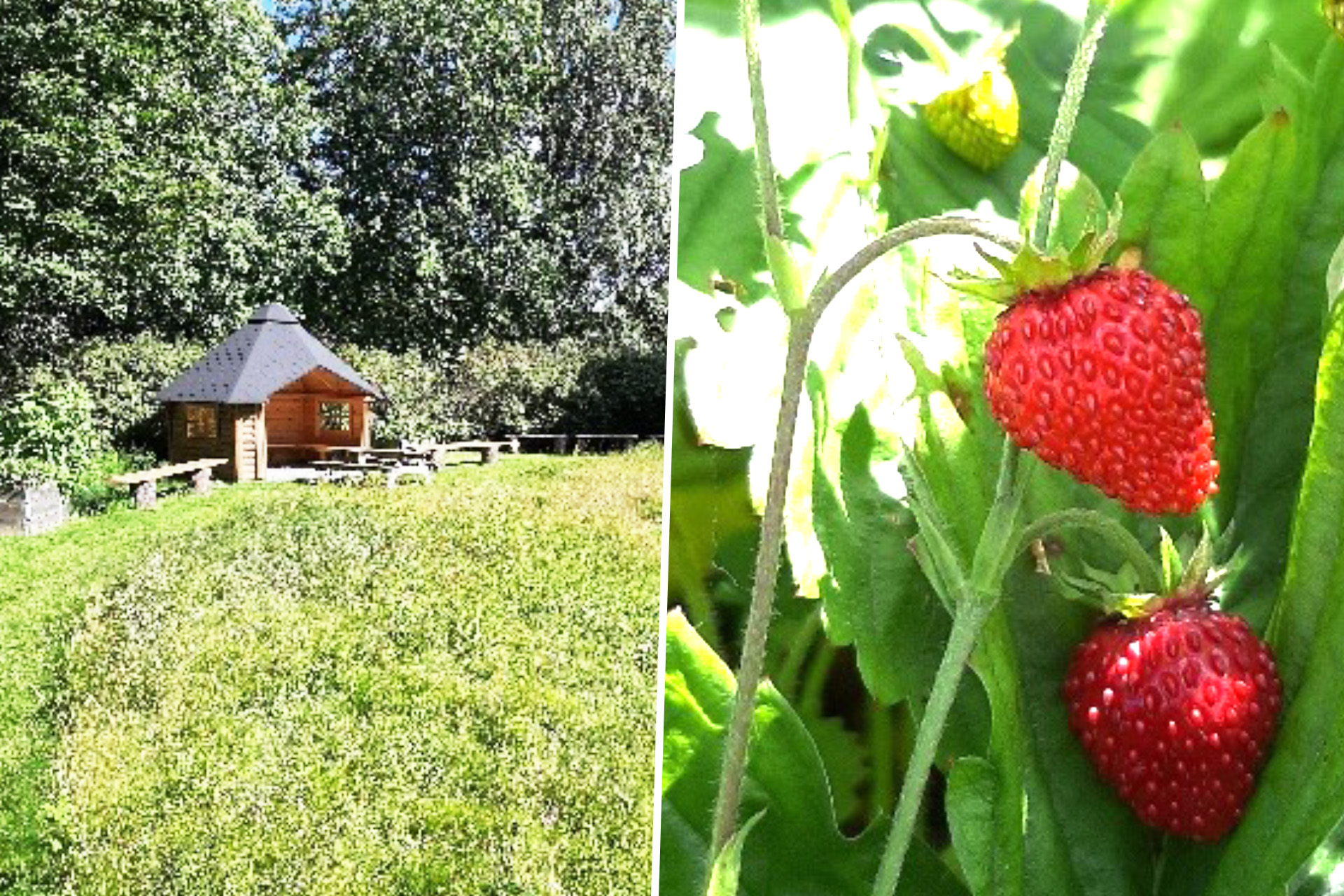 Sommarmotiv Landvetter kyrkogård