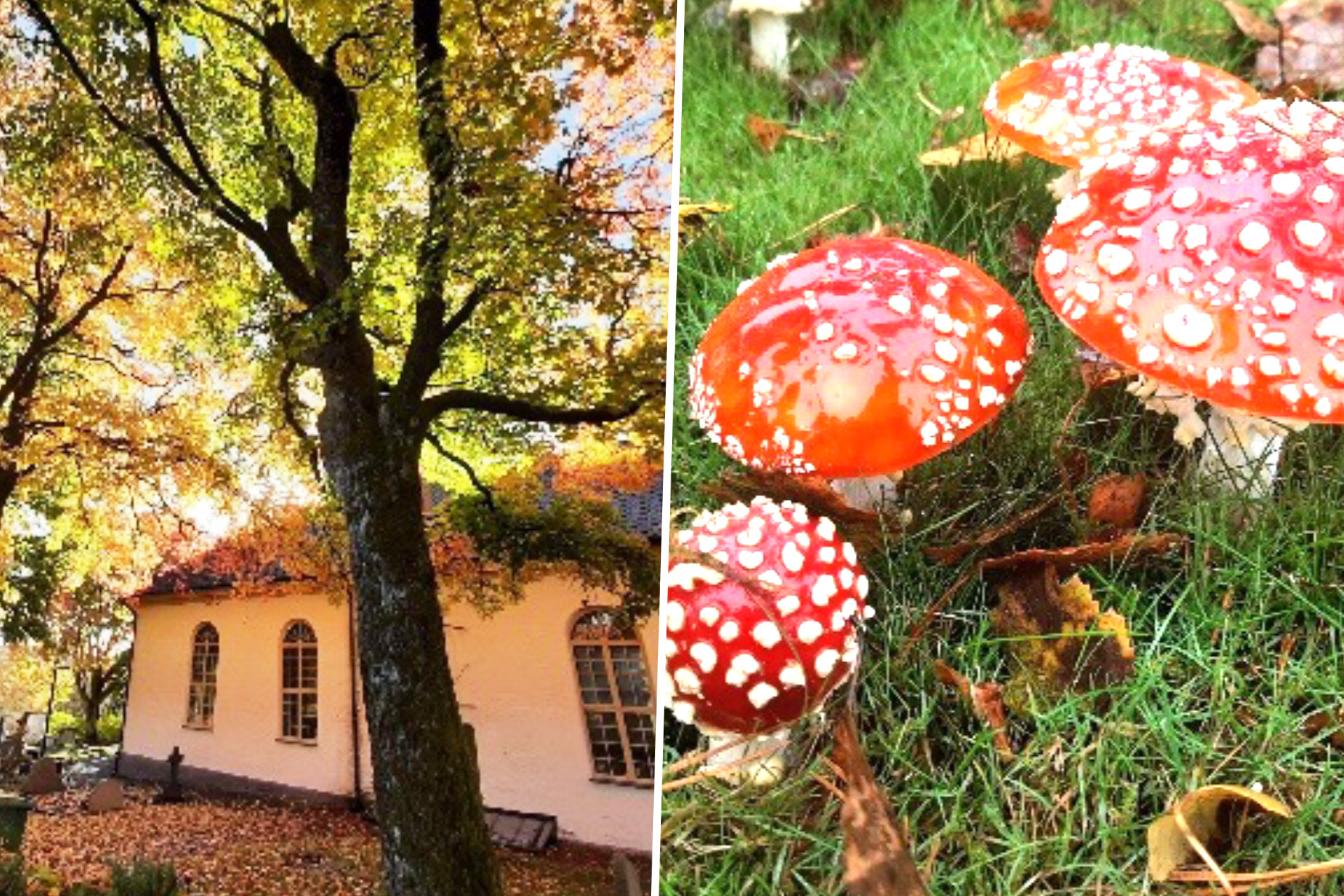 Härryda kyrka i solljus och flugsvampar