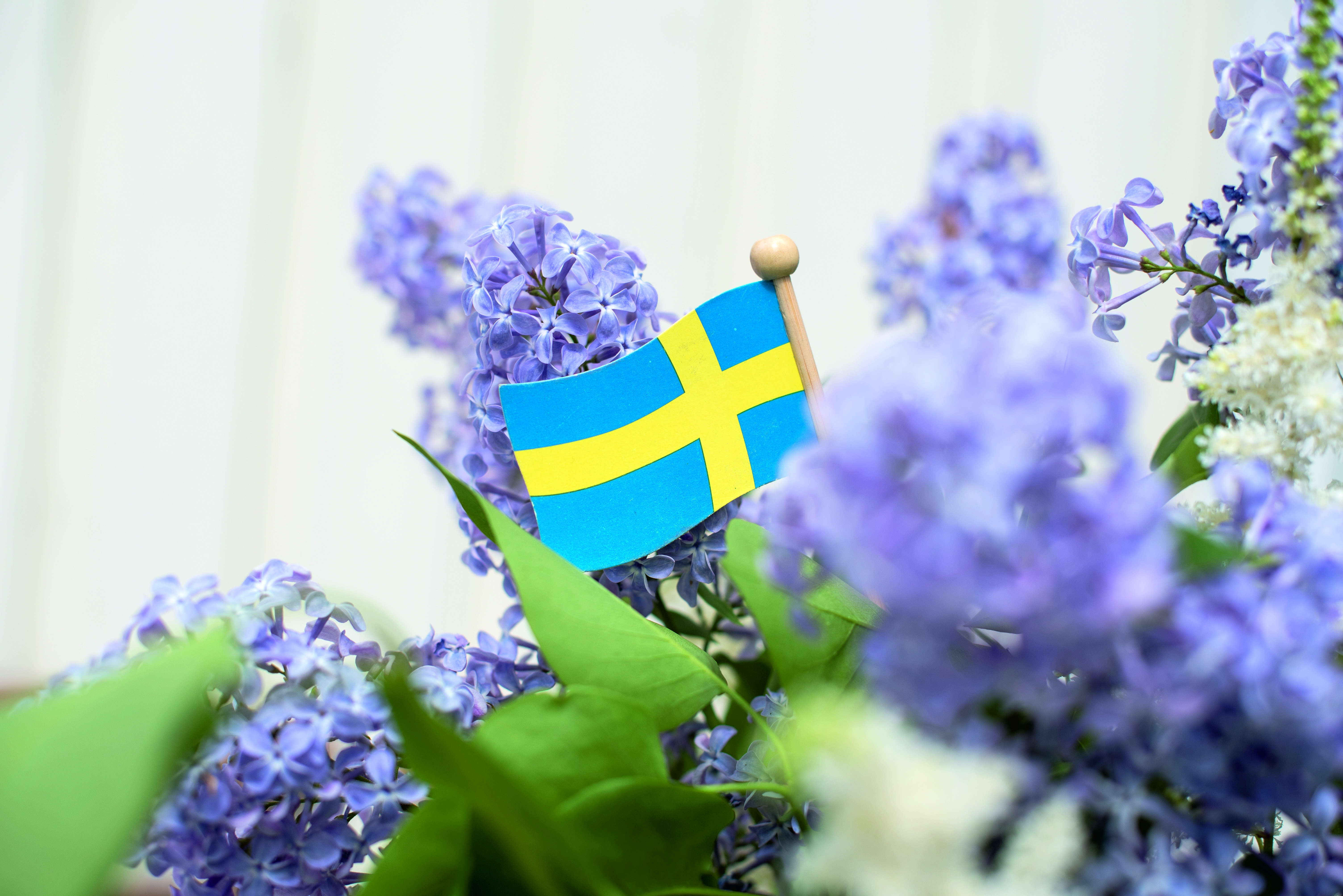 Några lila syrenkvistar med en liten svensk flagga