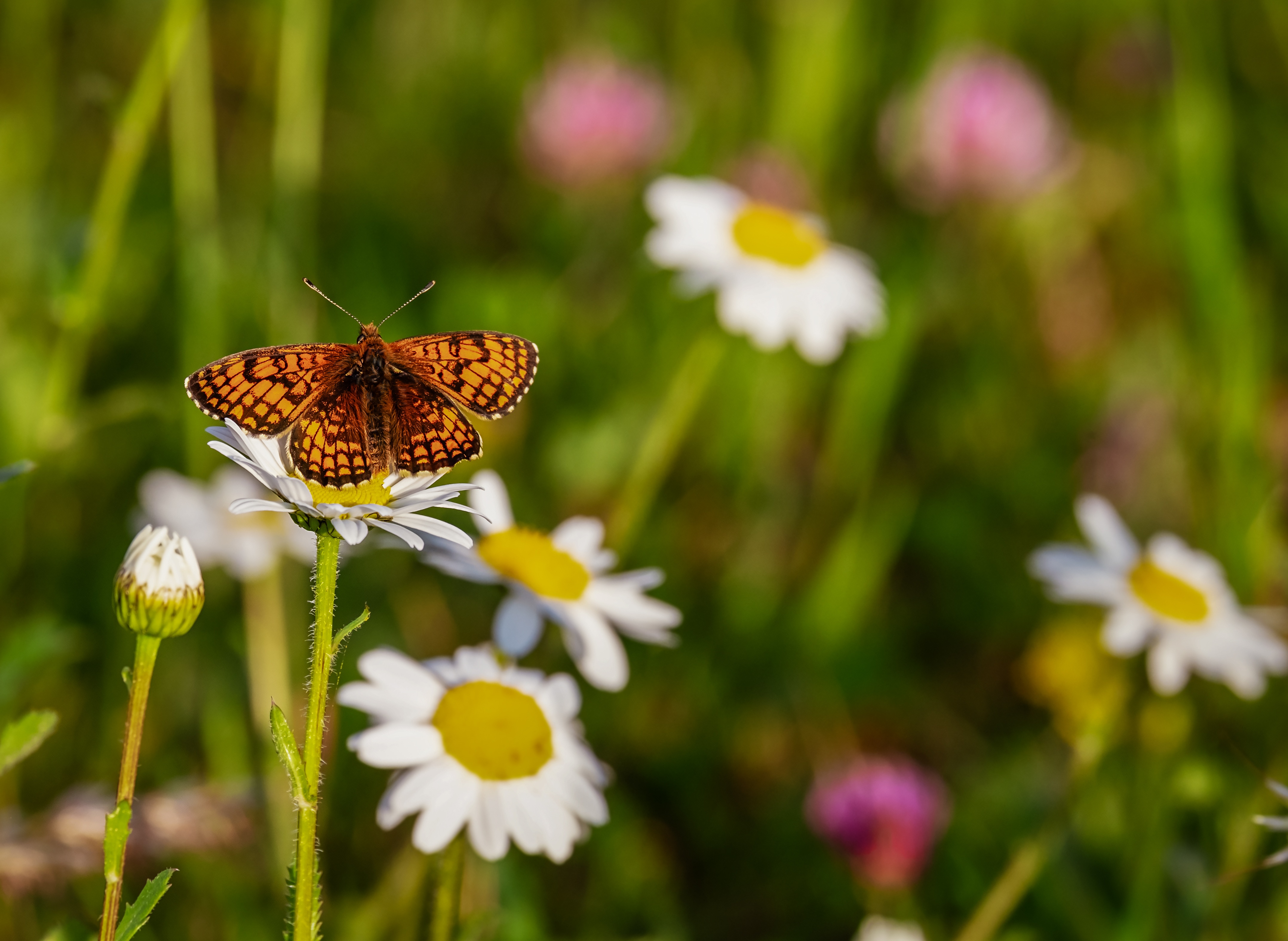 En fjäril sittandes på en prästkrage på en äng med vilda blommor