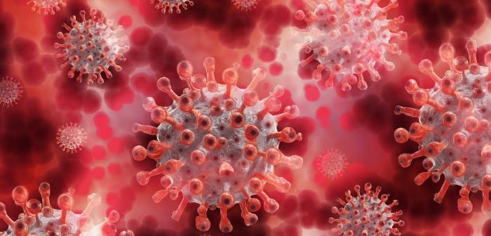 Rosa virus
