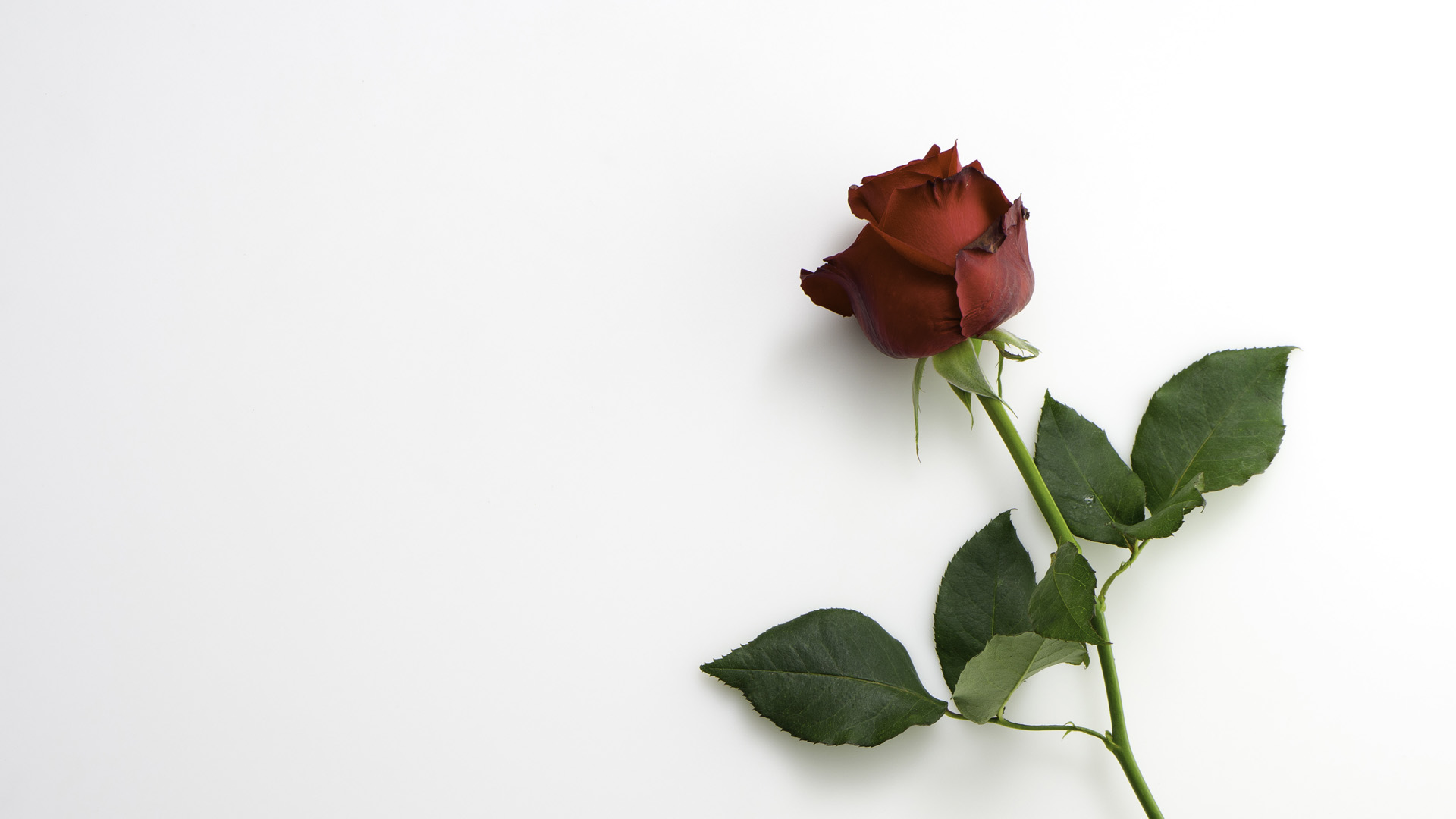 Röd ros mot vit bakgrund.