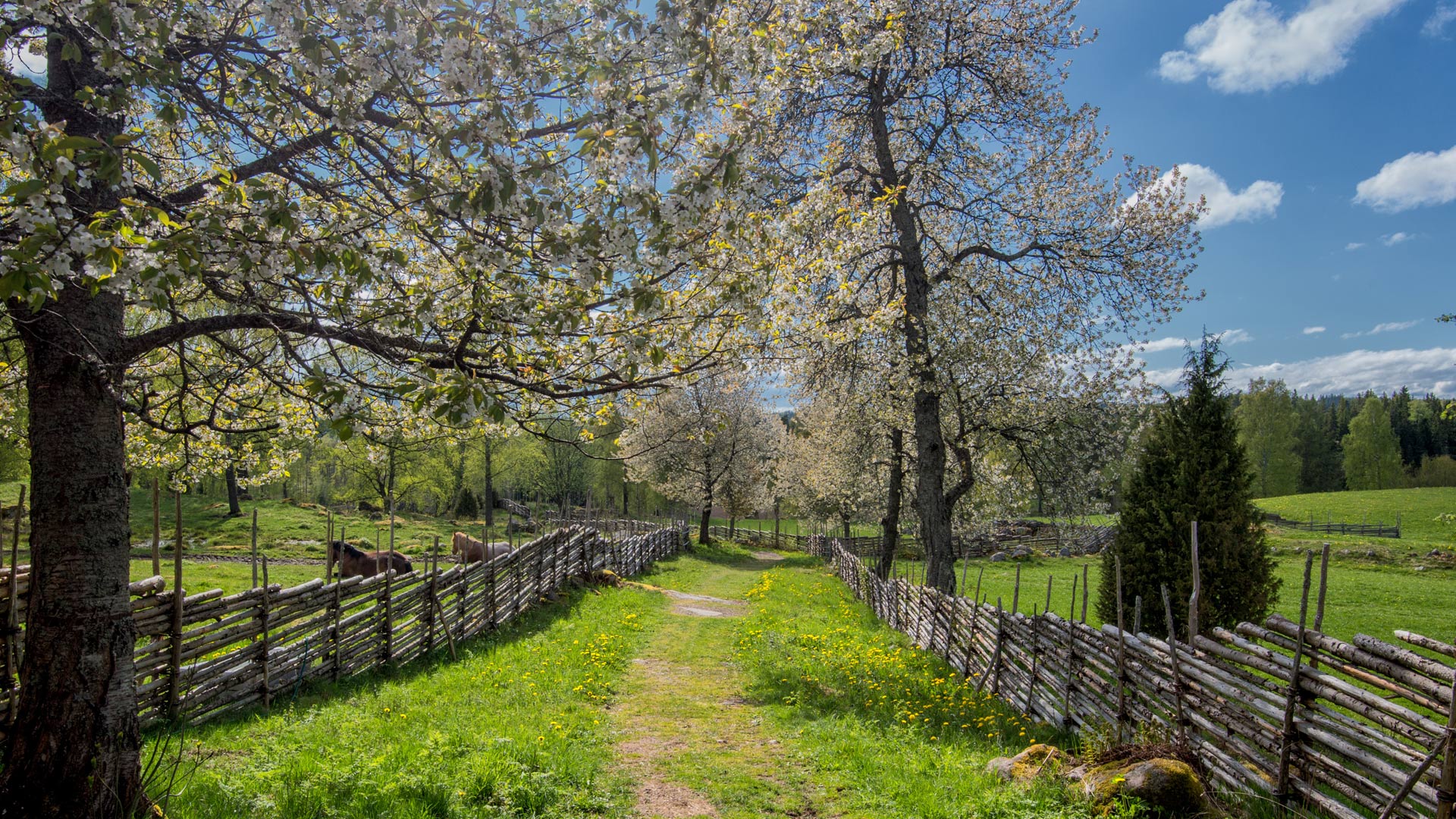 Typisk svensk sommaridyll. Grönt gräs, blå himmel, gärdsgård.