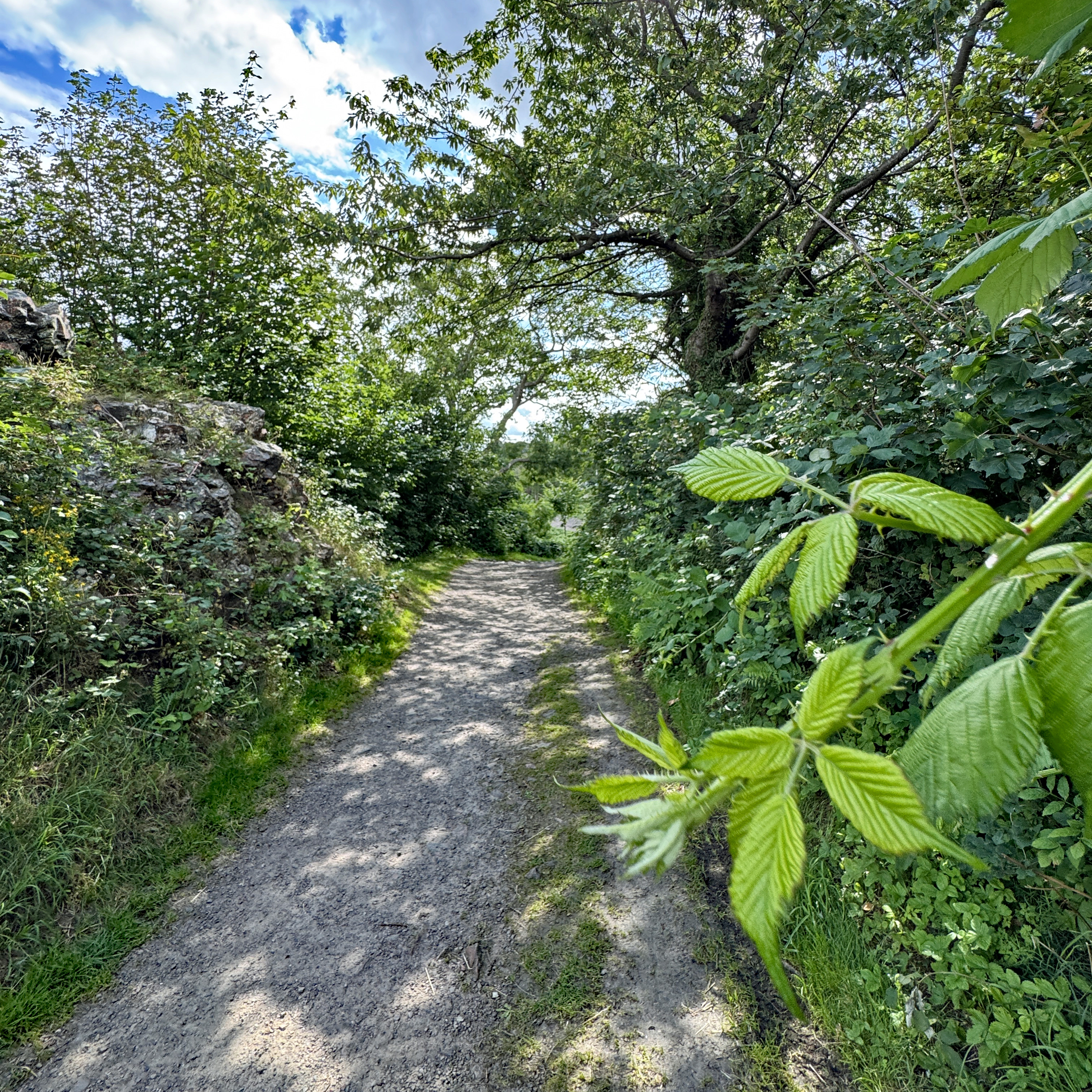 pilgrims