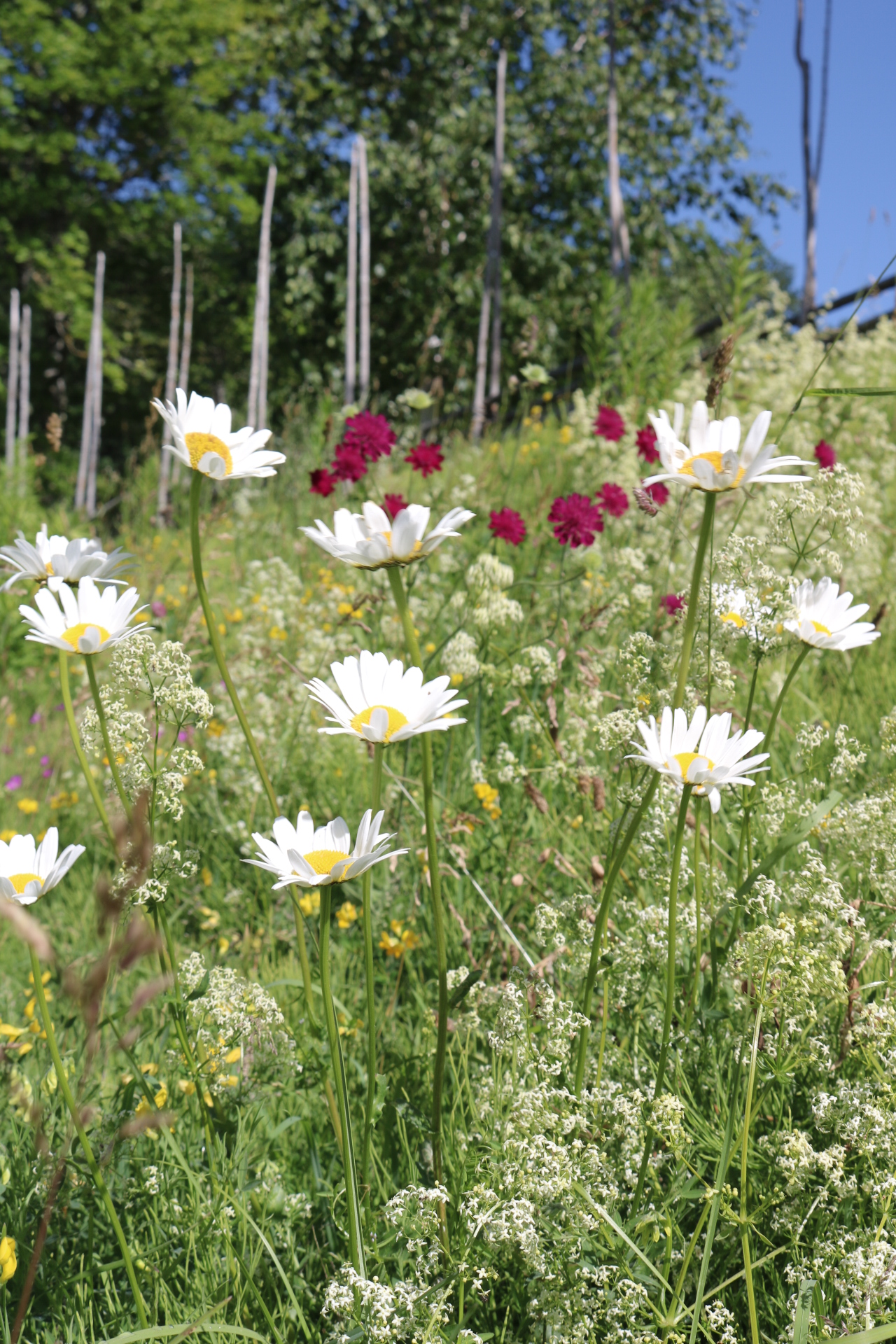 Sommarblommor på äng