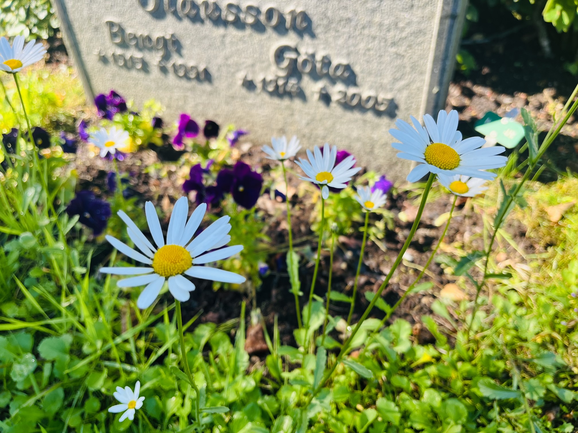 Sommarblommor framför en gravsten