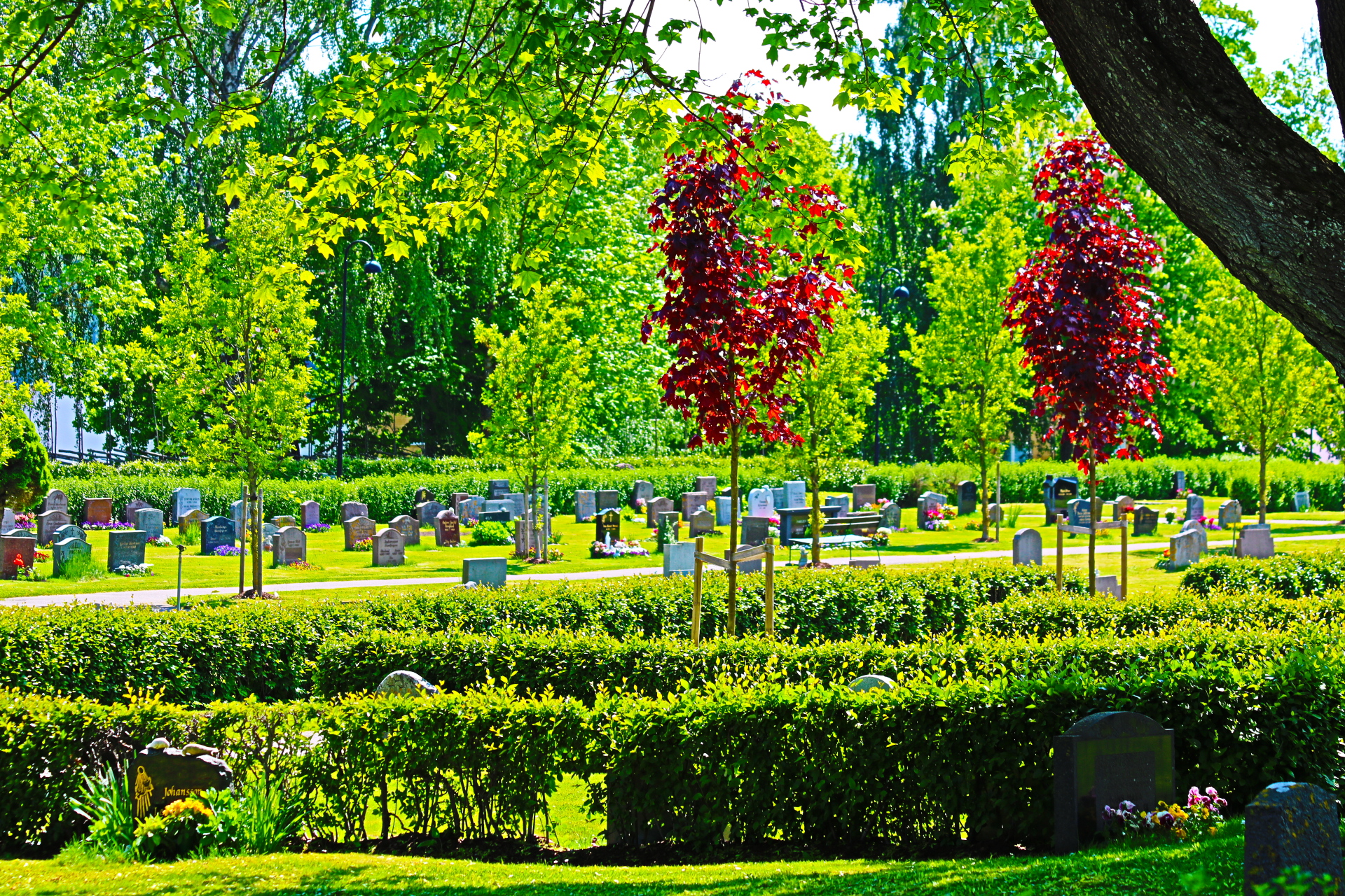 Gravar på rad, gräs och häckar.