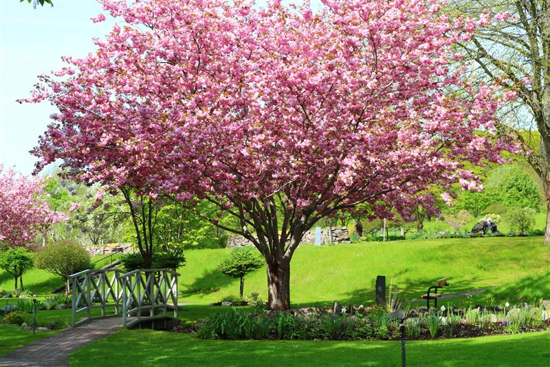 Rosa blommande träd.