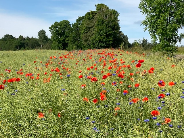 Vallmofält med blåklint