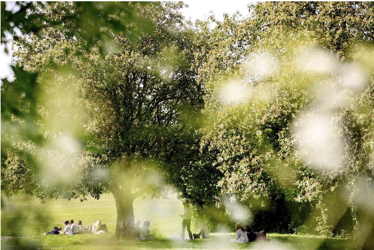 Människor som har picknick, fotograferade genom ett skirt, grönt bladverk