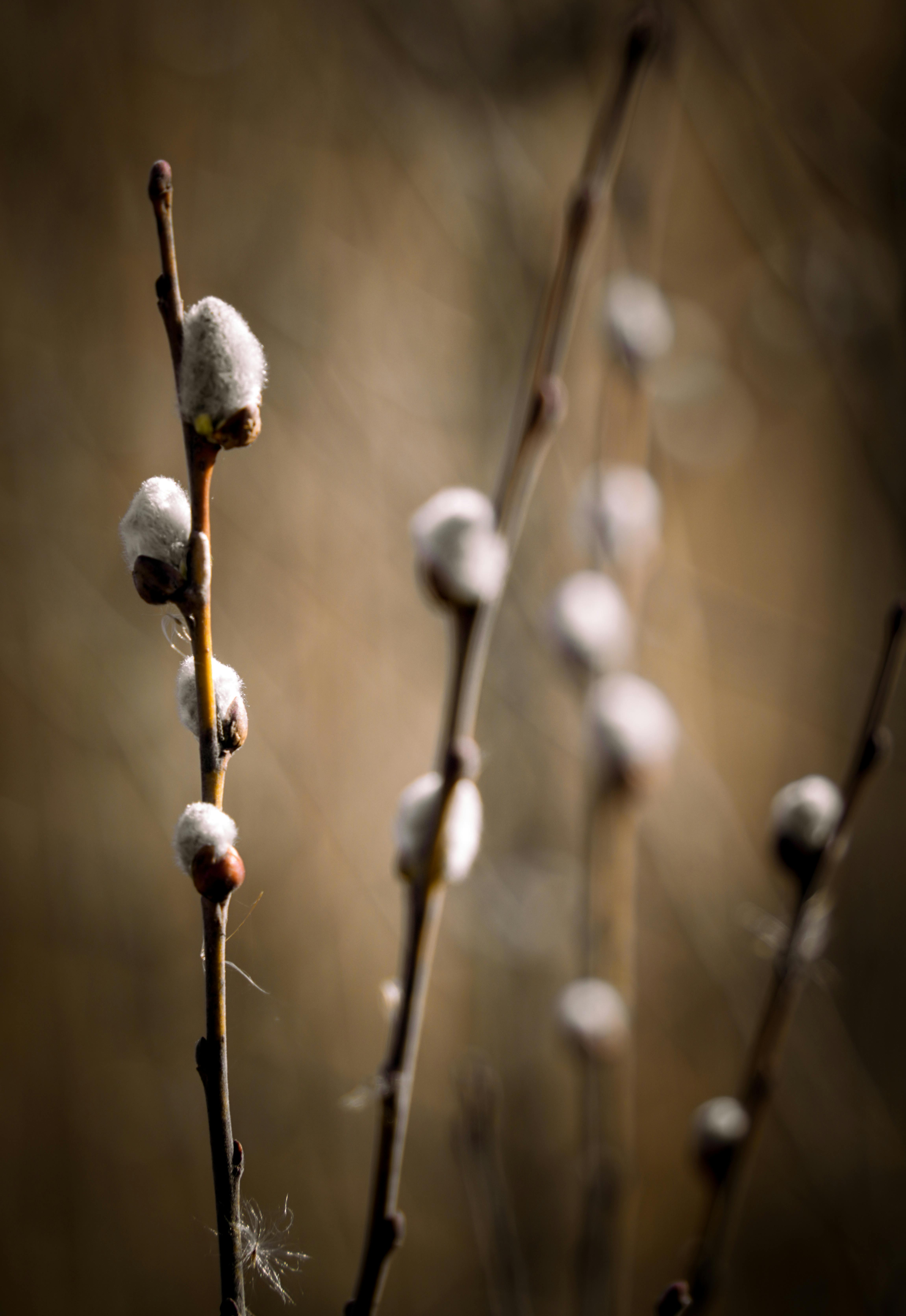 bilden föreställer videkisse i närbild