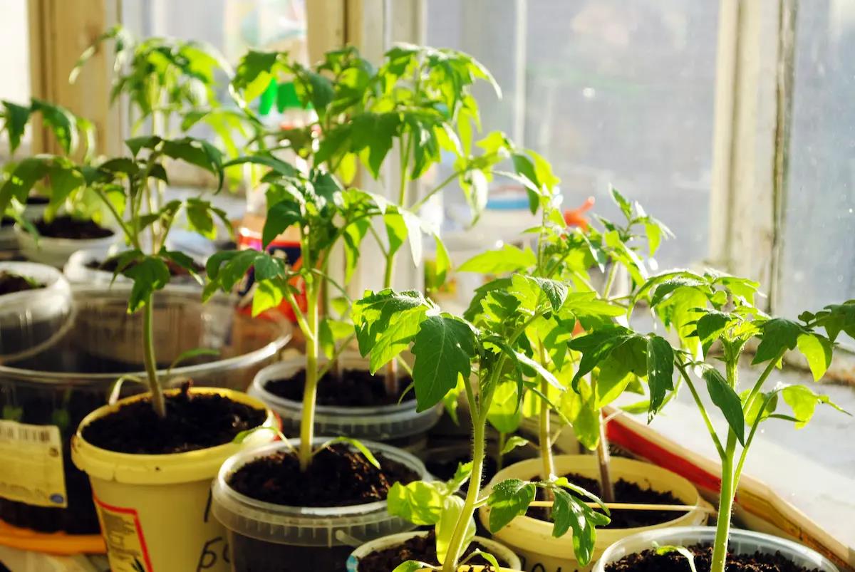 Bilden visar plantor på tillväxt vid ett fönster.