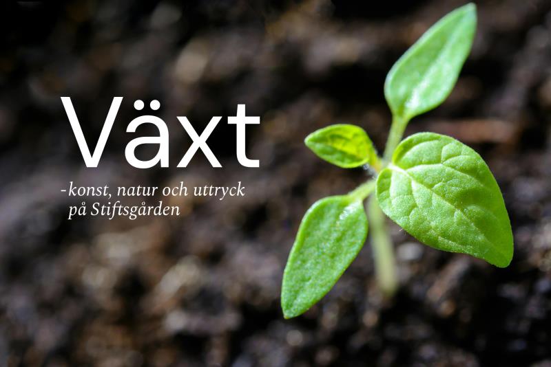 Växt - Svenska kyrkan Skellefteå