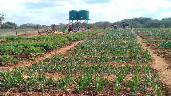 Gardens for life in Zimbabwe