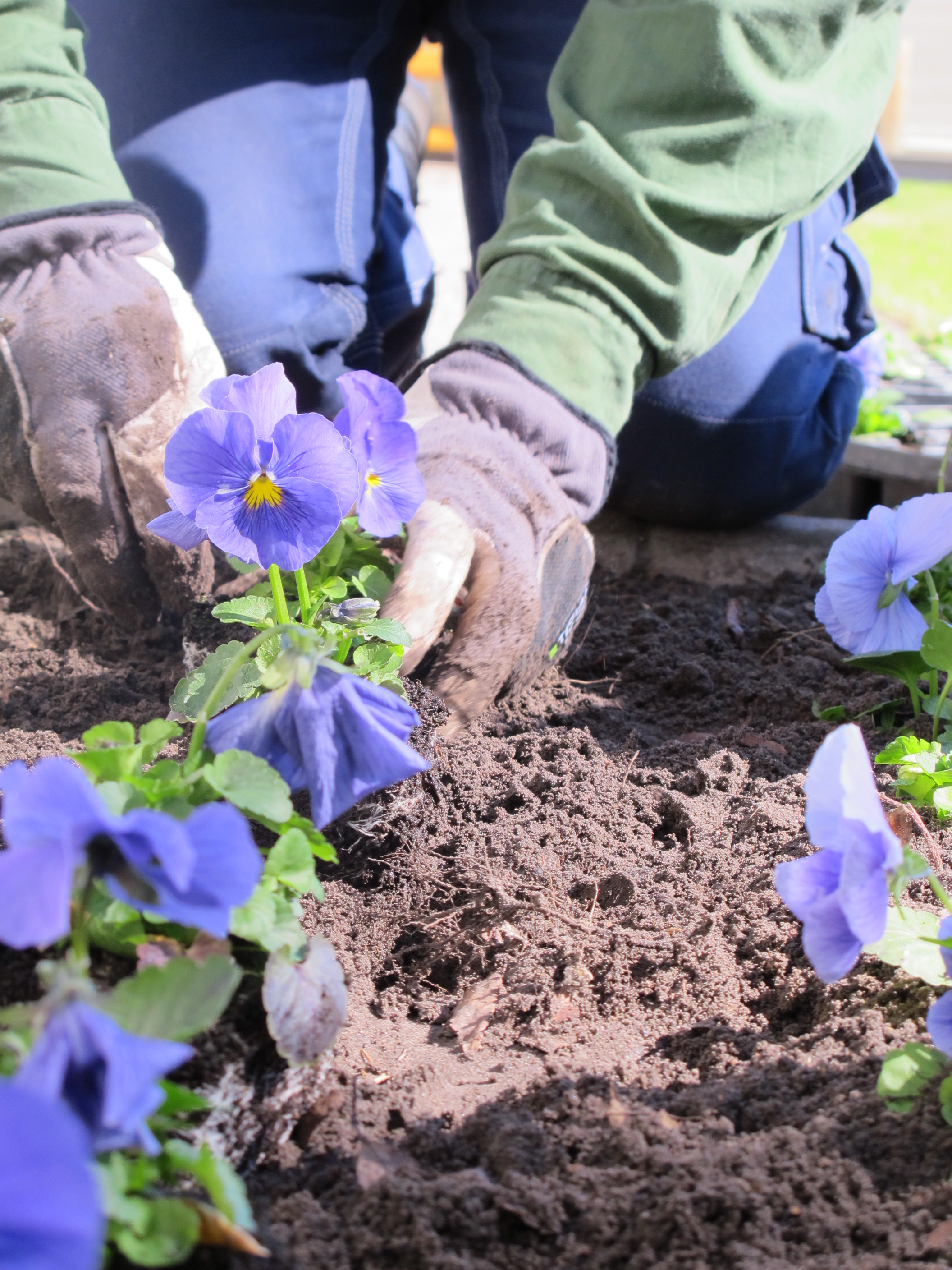 Plantering av blommor på kyrkogården