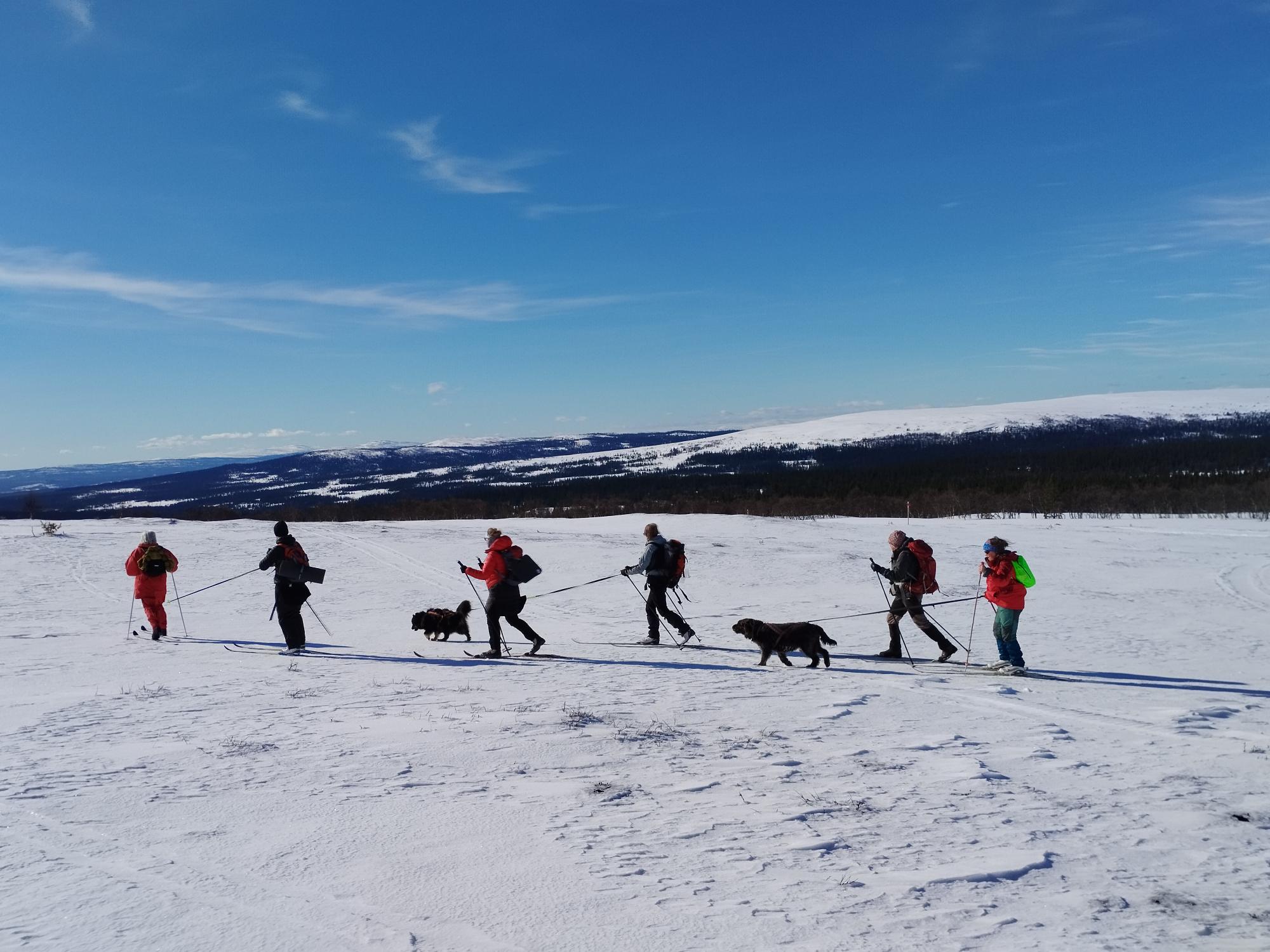 Människor som åker skidor på fjället med hundar.