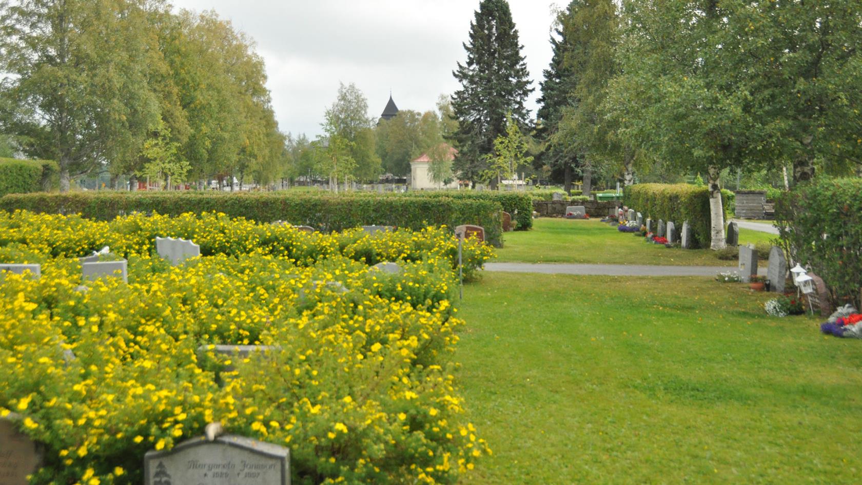 Kyrkogård med blommande buskar och kyrktorn i fjärran.