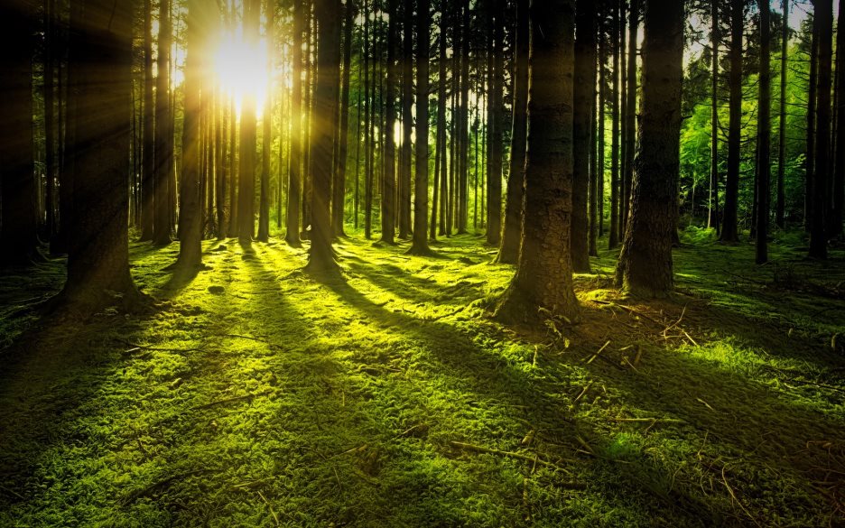 Sommarbild på skog med moddbeklädd mark, solljuset lyser mellan trädstammarna.
