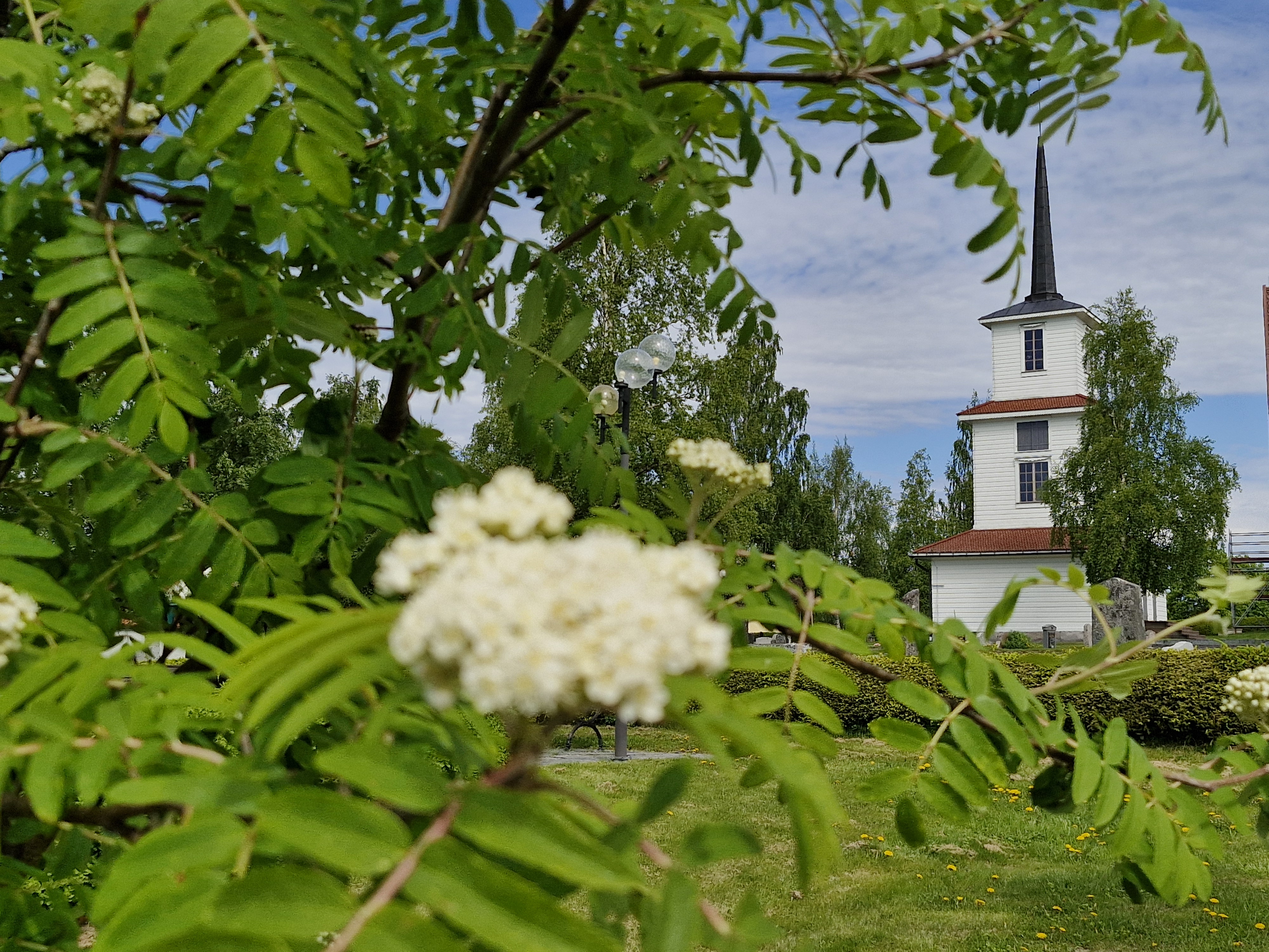 Klocktornet vid Sidensjö kyrka, med blommande rönn i förgrunden.