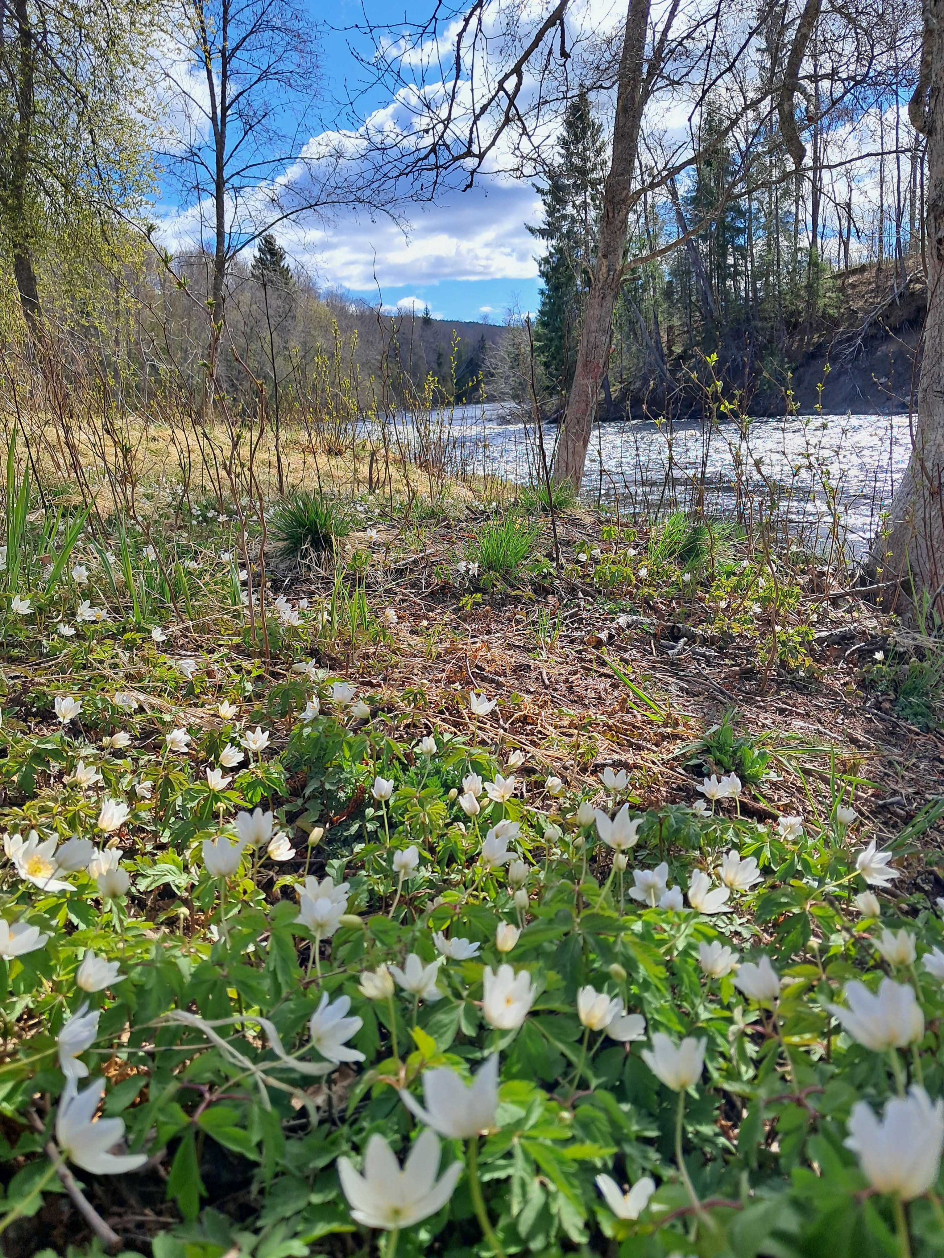 Sommarbild