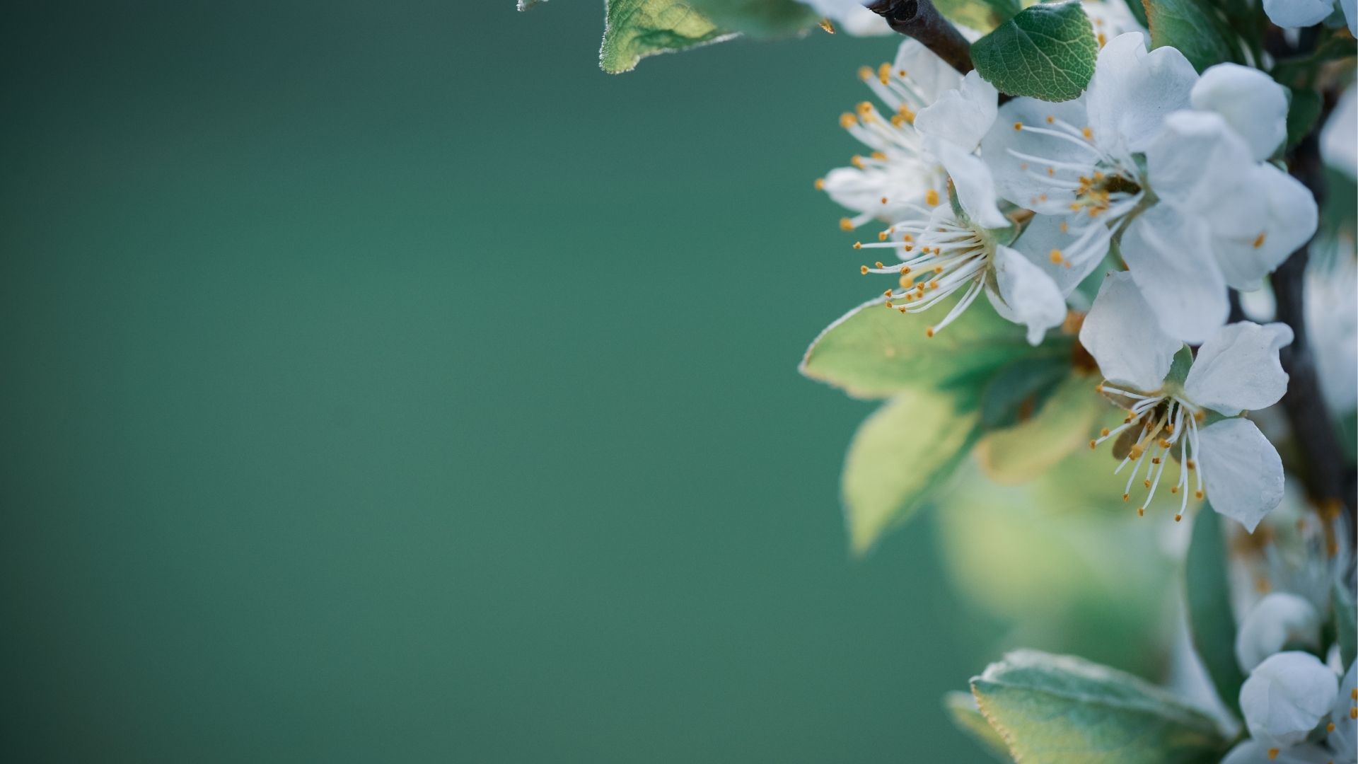 En kvist med vita blommor och gröna blad på en grön bakgrund.