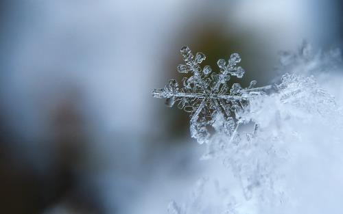 Snöflinga i närbild