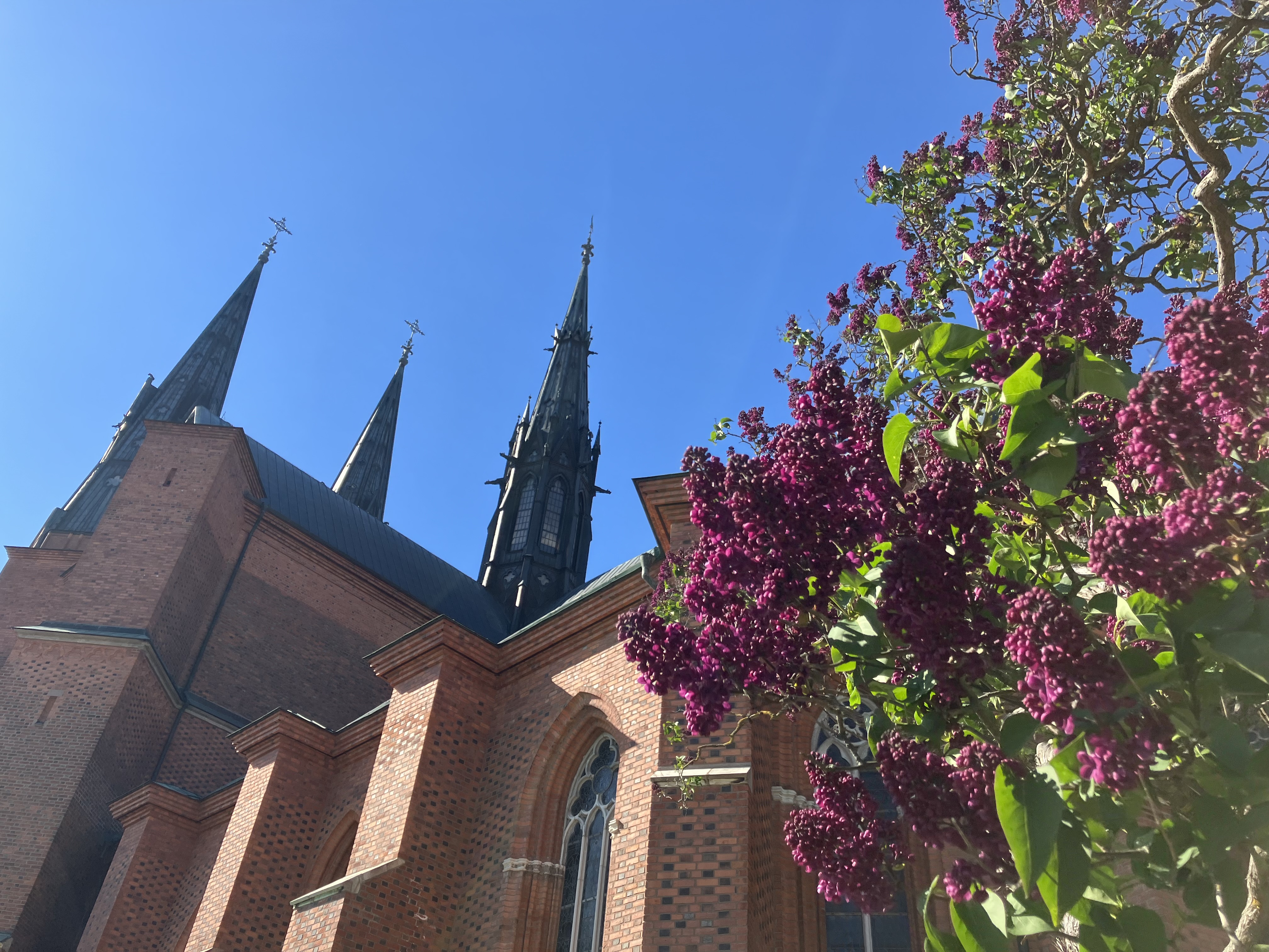 Uppsala domkyrkas takryttare och torn sedda från en syrenbuske med blå sommarhimmel som fond.