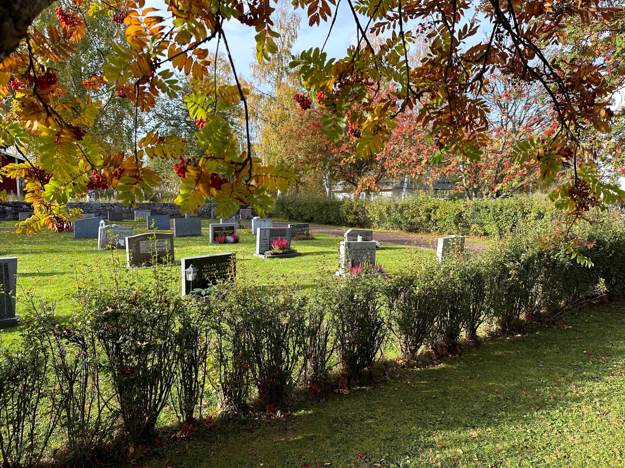Kyrkogård, Gröna buskar, Rönn med höstlöv