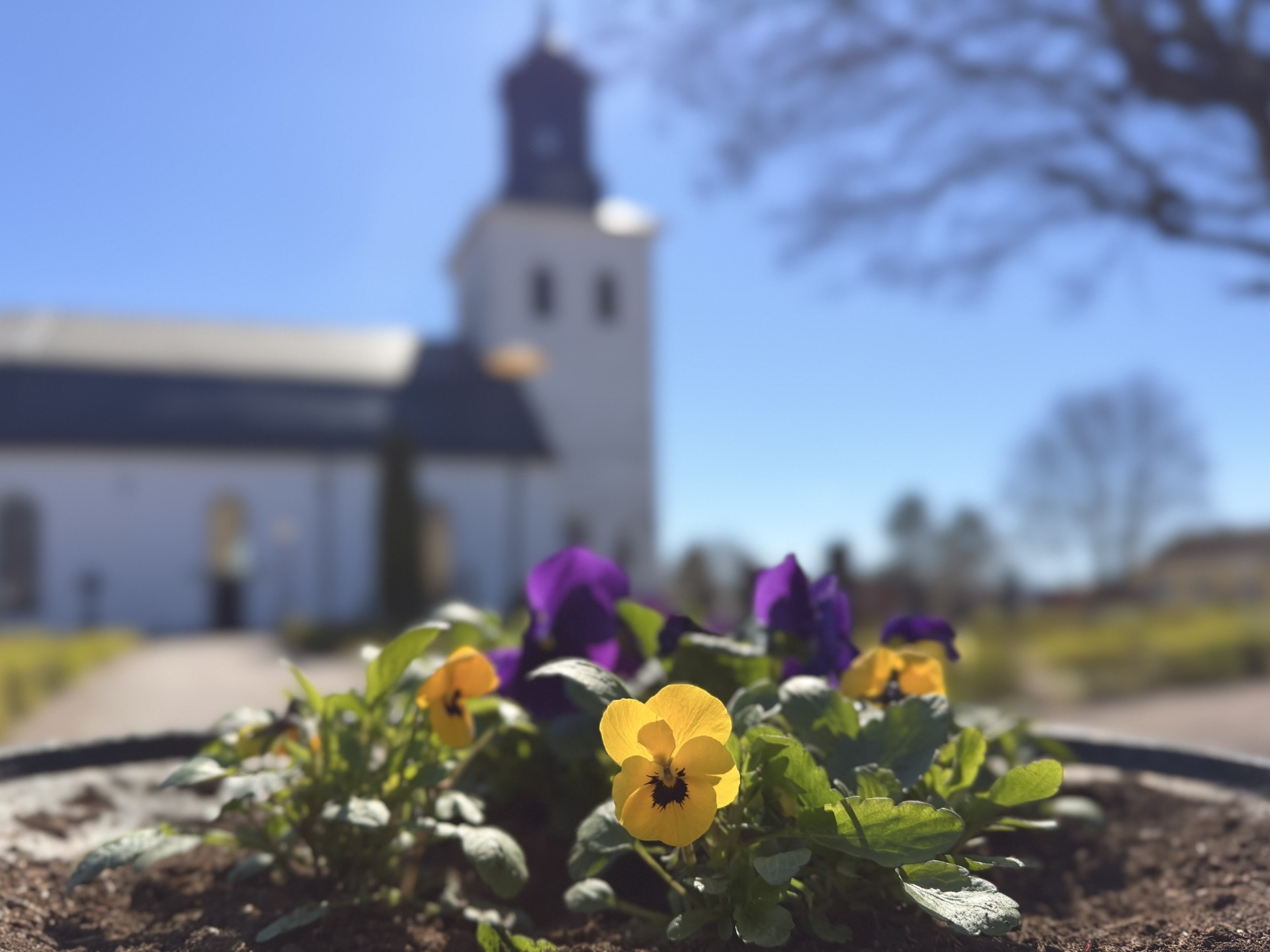 Blommor med Torsåkers kyrka i bakgrunden