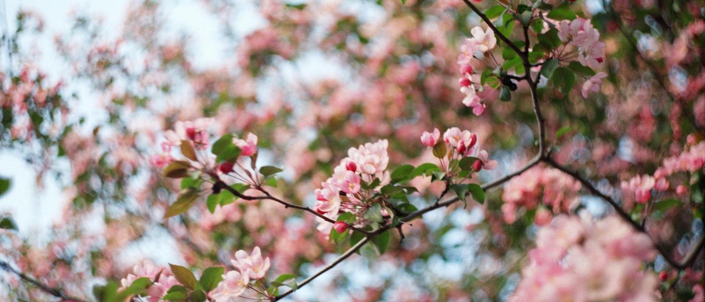 Blommande körsbärsträd