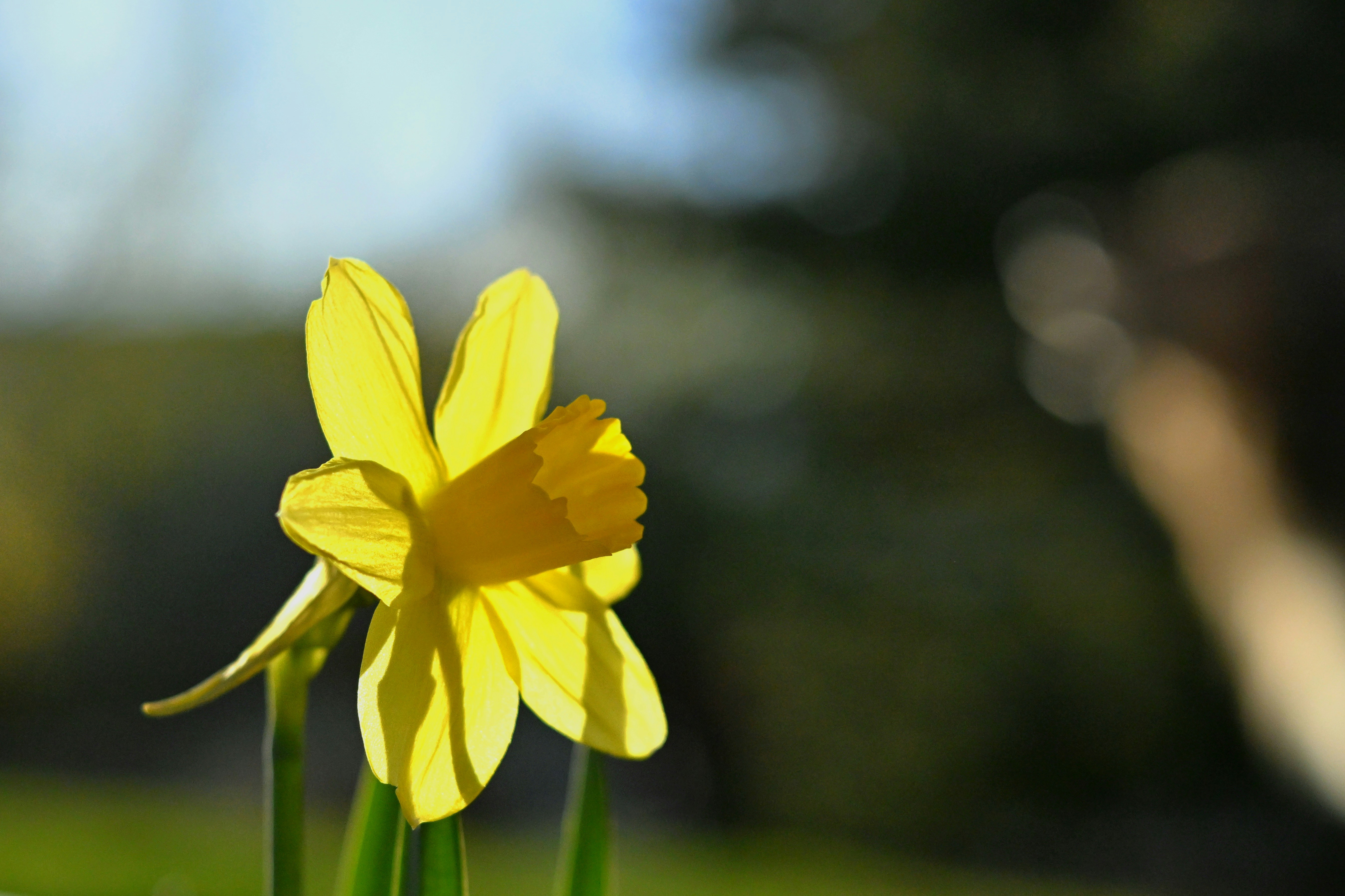 Påsklilja under påsktiden