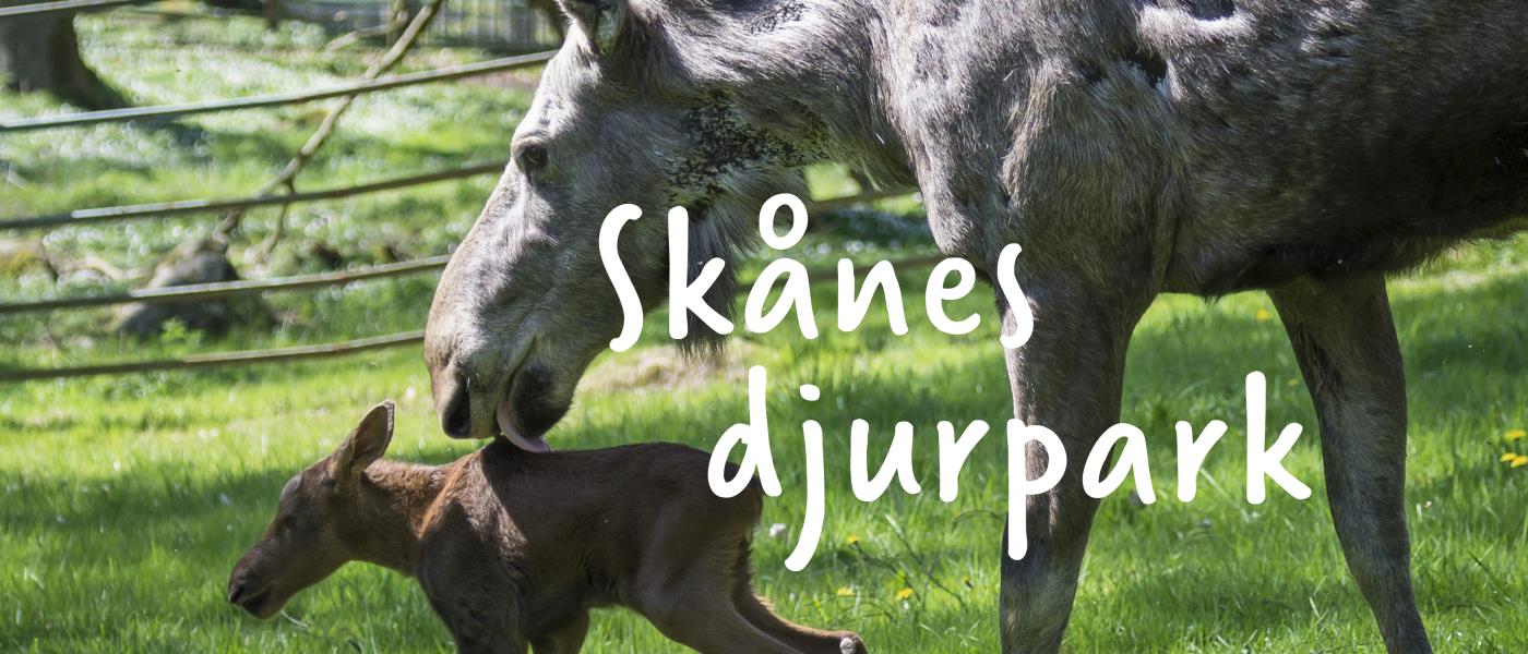 Älgmamma tvättar kalv på Skånes djurpark. 