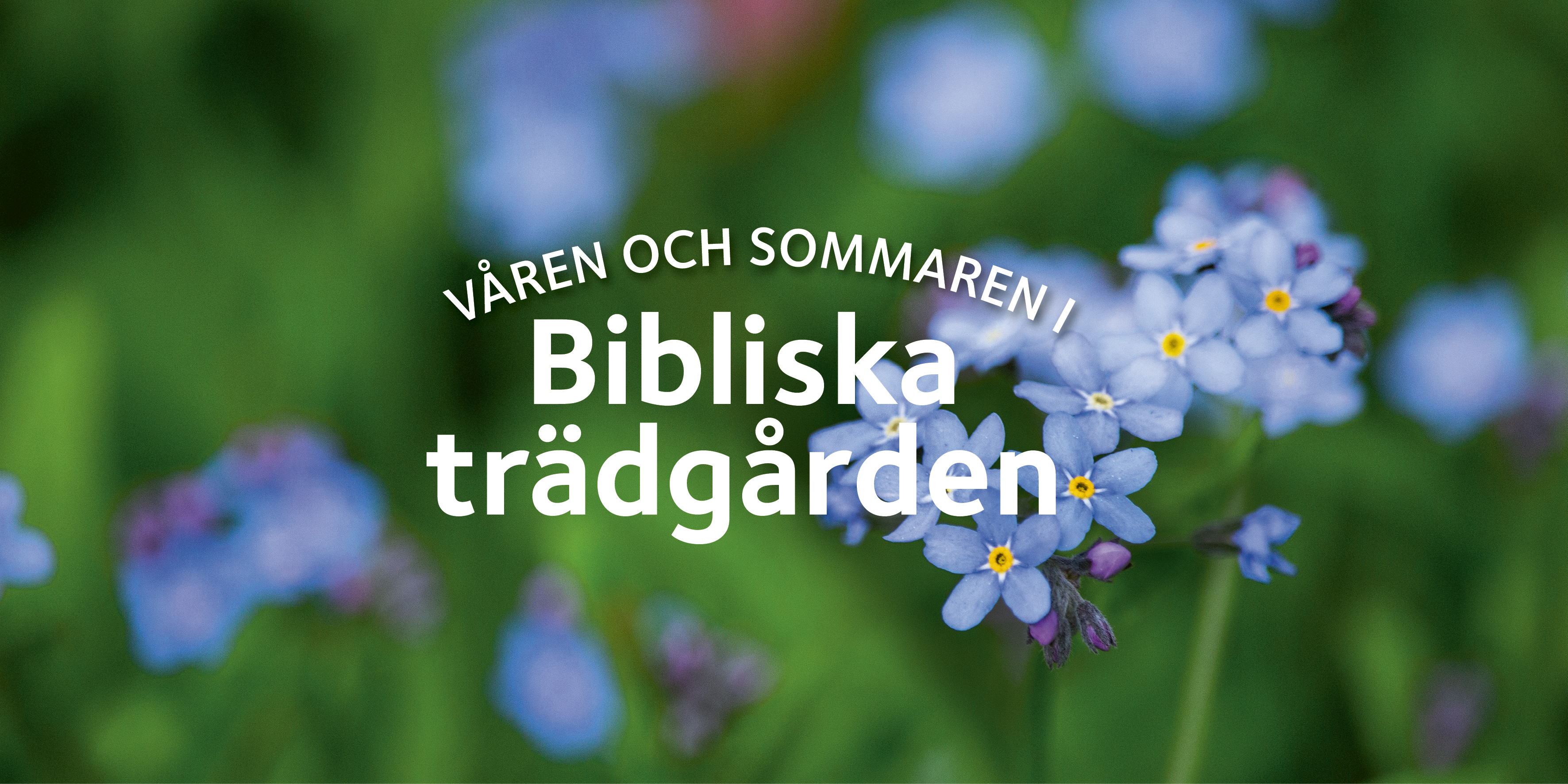 Blå sommarblommor med texten: Våren och sommaren i Bibliska trädgården 