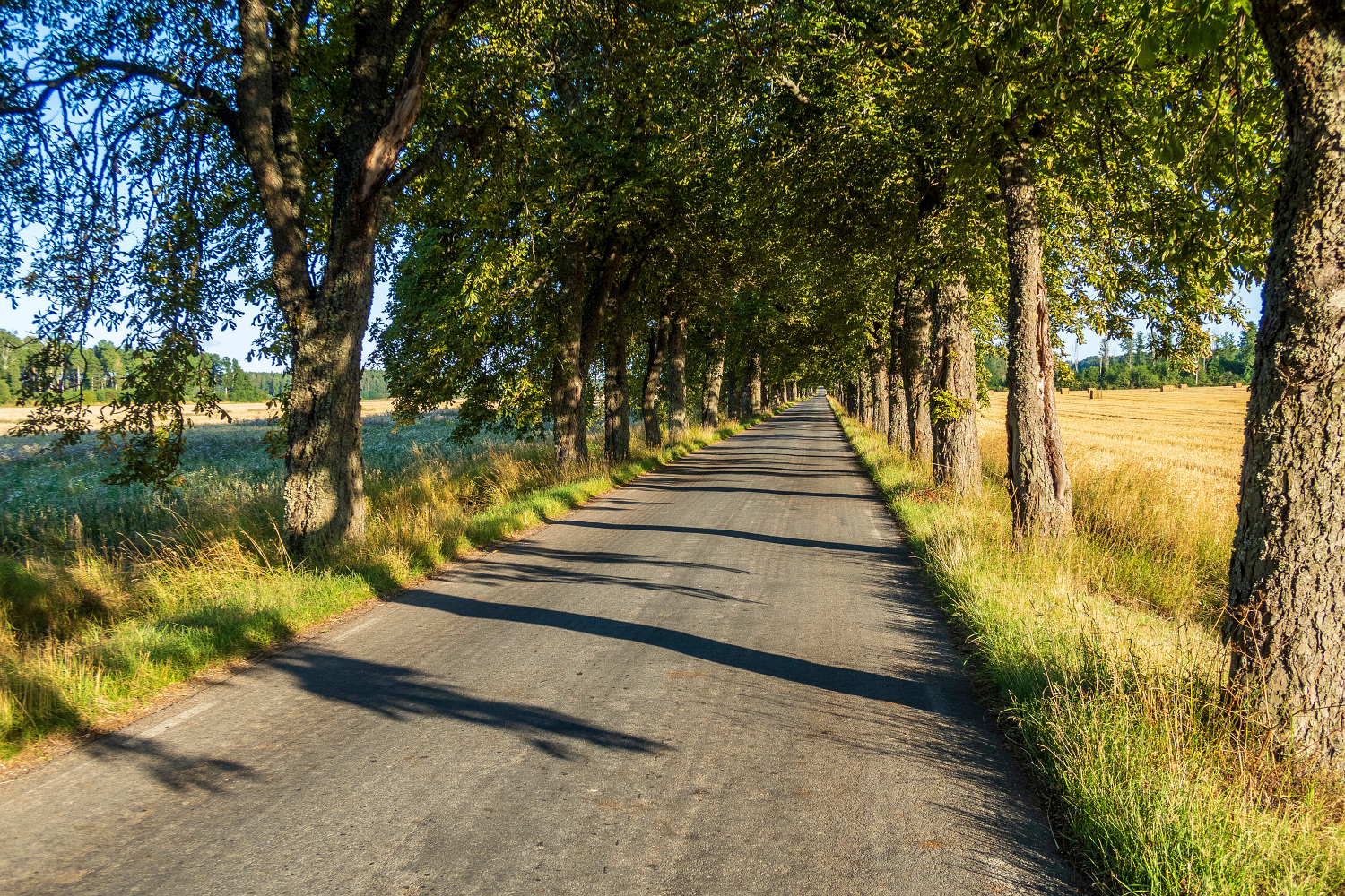 En solig väg med träd längs sidorna.