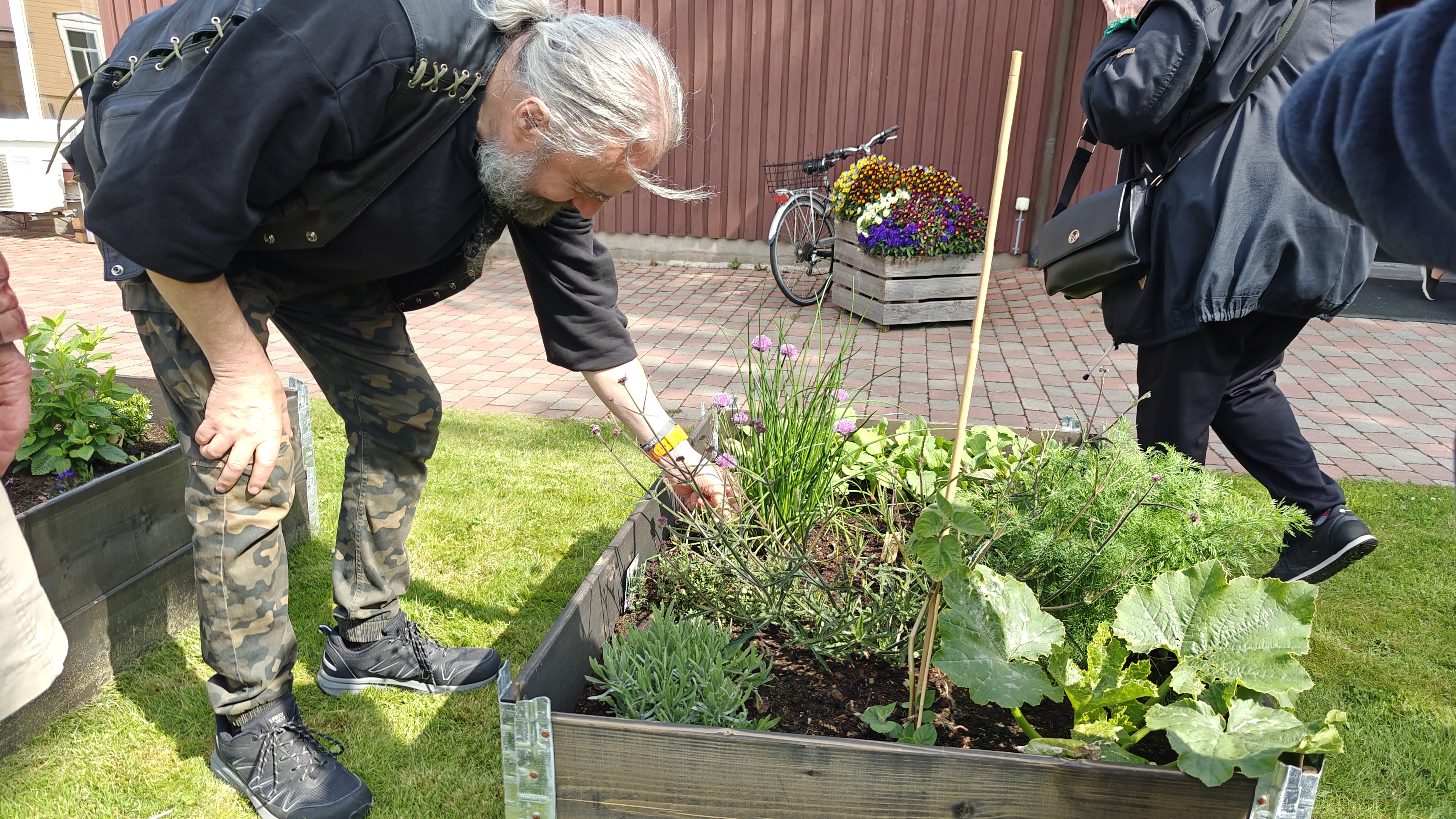 En plantering grönskar på gården där en person lutar sig över odlingen. l