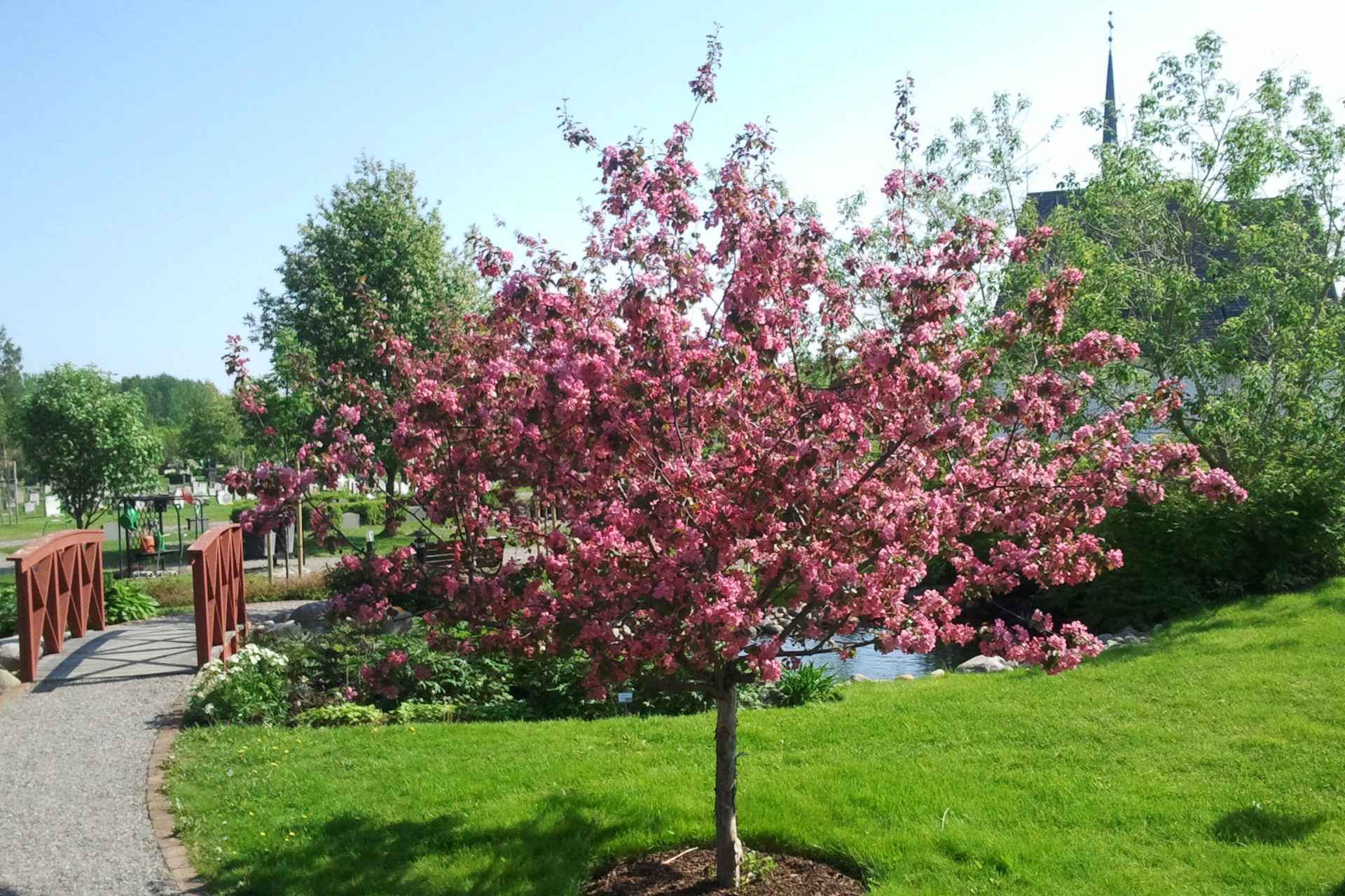 Vackert blommande träd framför dammen vid Bureå kyrkogårds parkering.