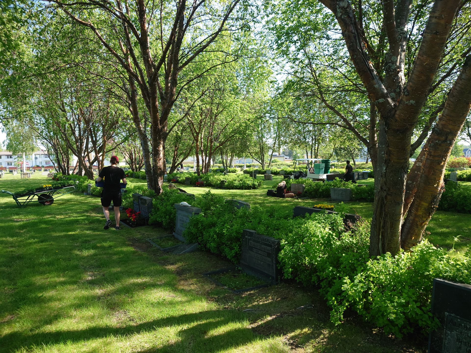 En sommarbild som visar plantering på Bureå kyrkogård.